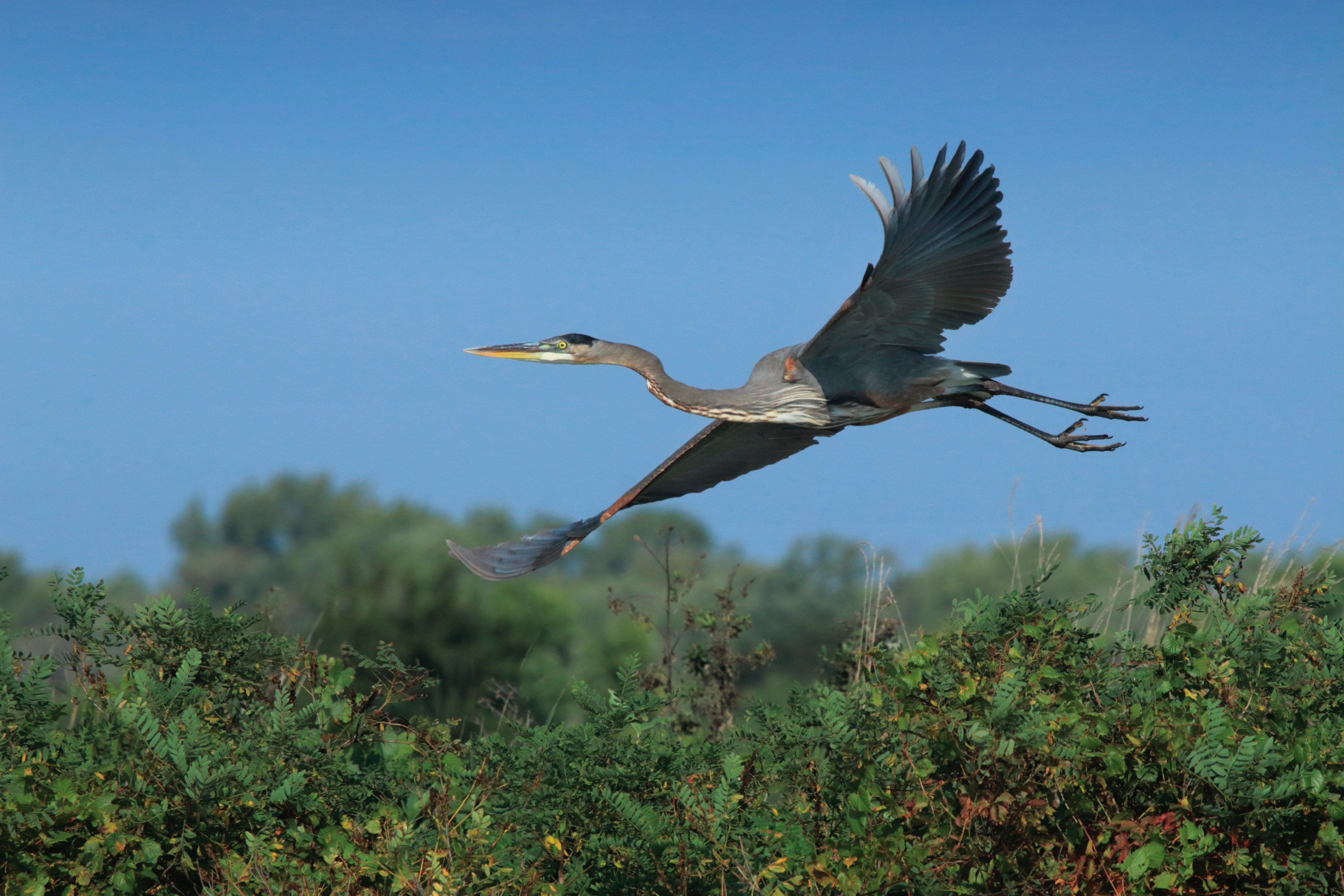 a heron in flight 4k, HD Wallpaper