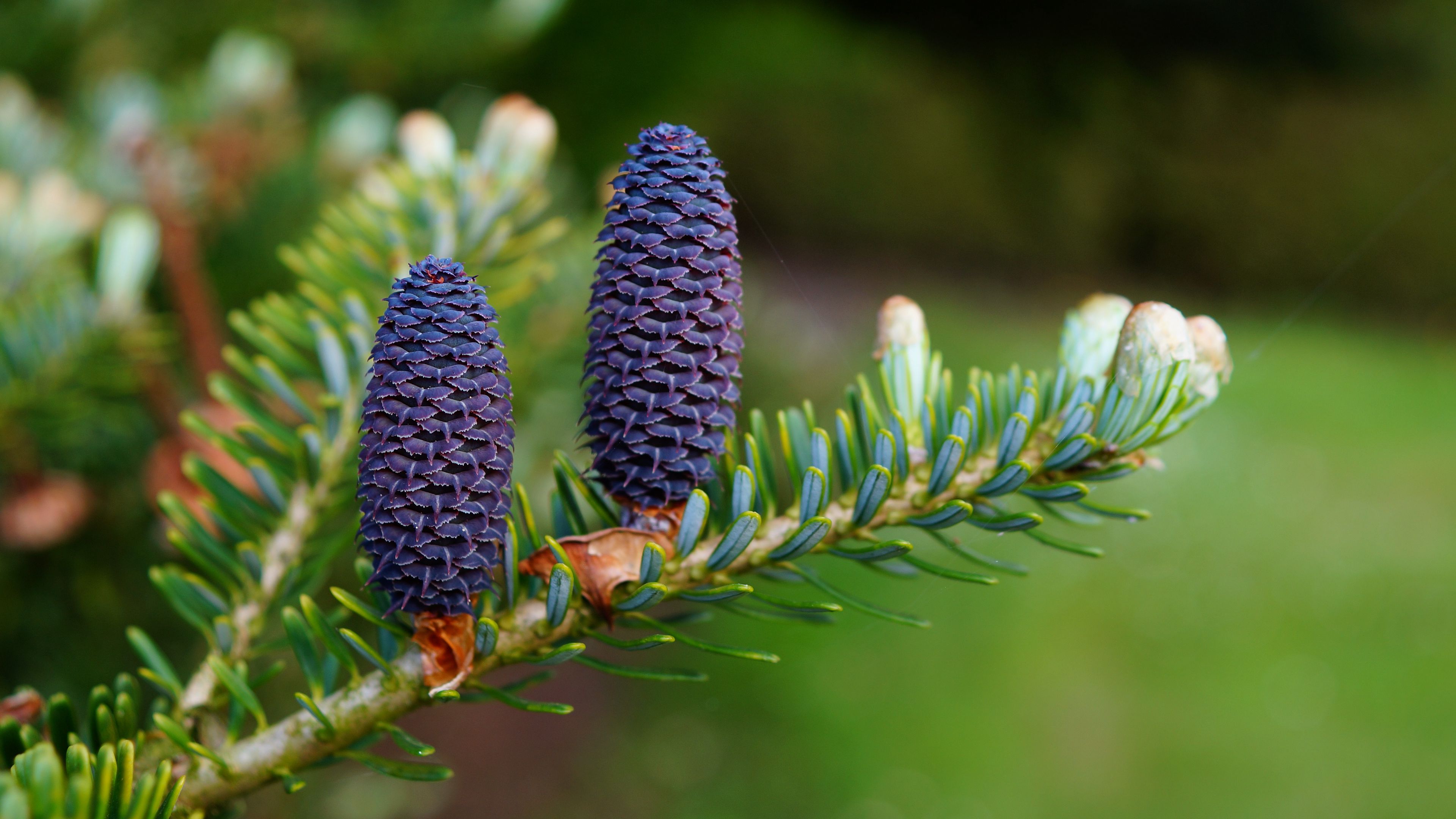 needles, cones, branch, 4k, HD Wallpaper