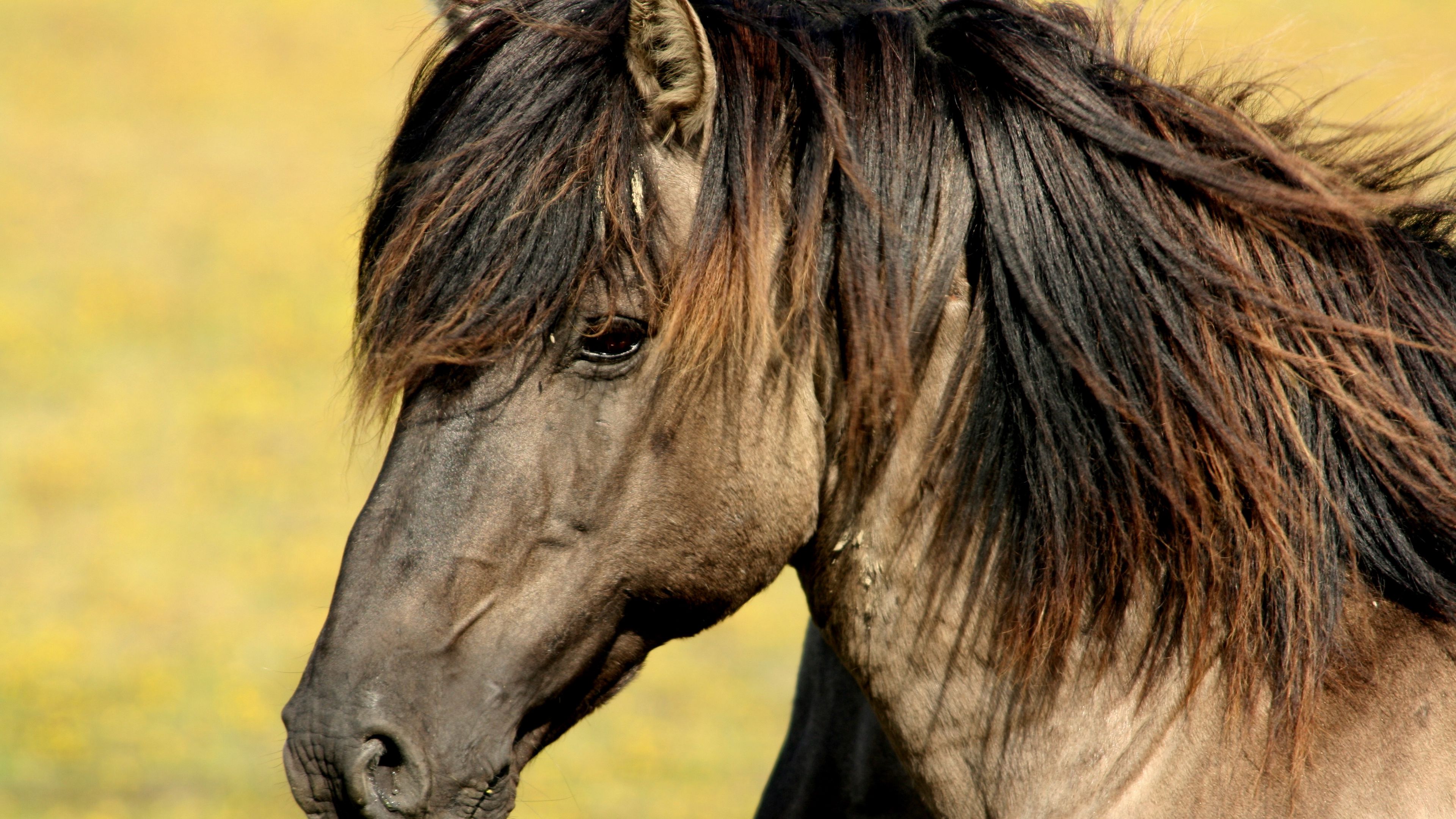 horse, muzzle, mane, profile, 4k, HD Wallpaper