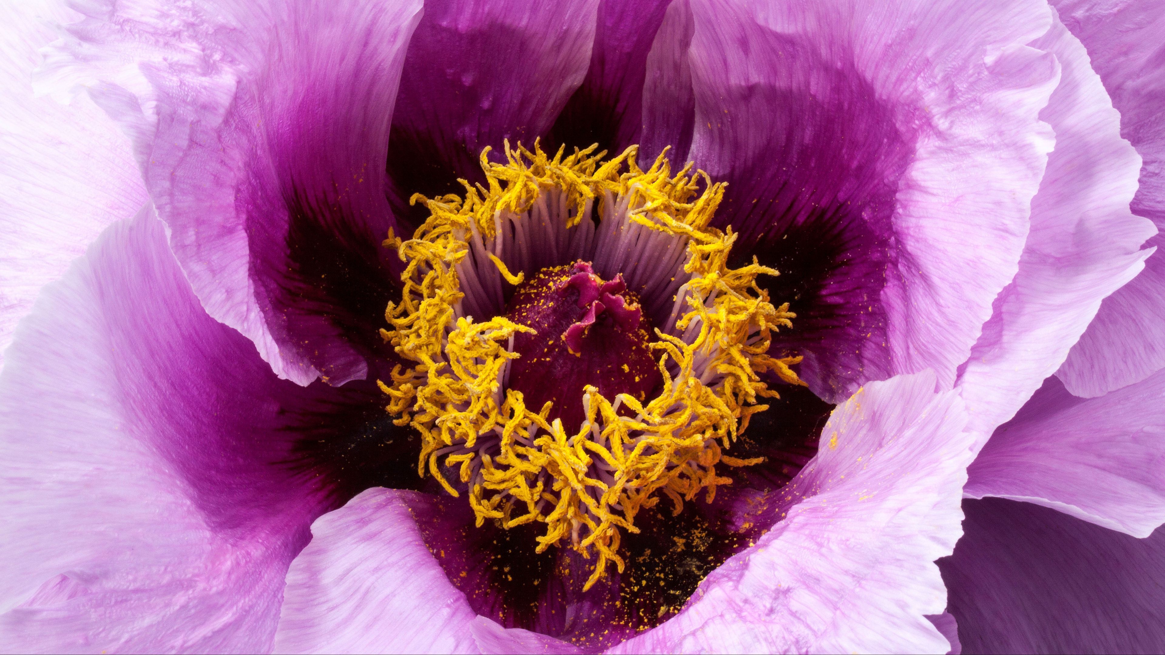 peony, flower, bud, petals, 4k, HD Wallpaper