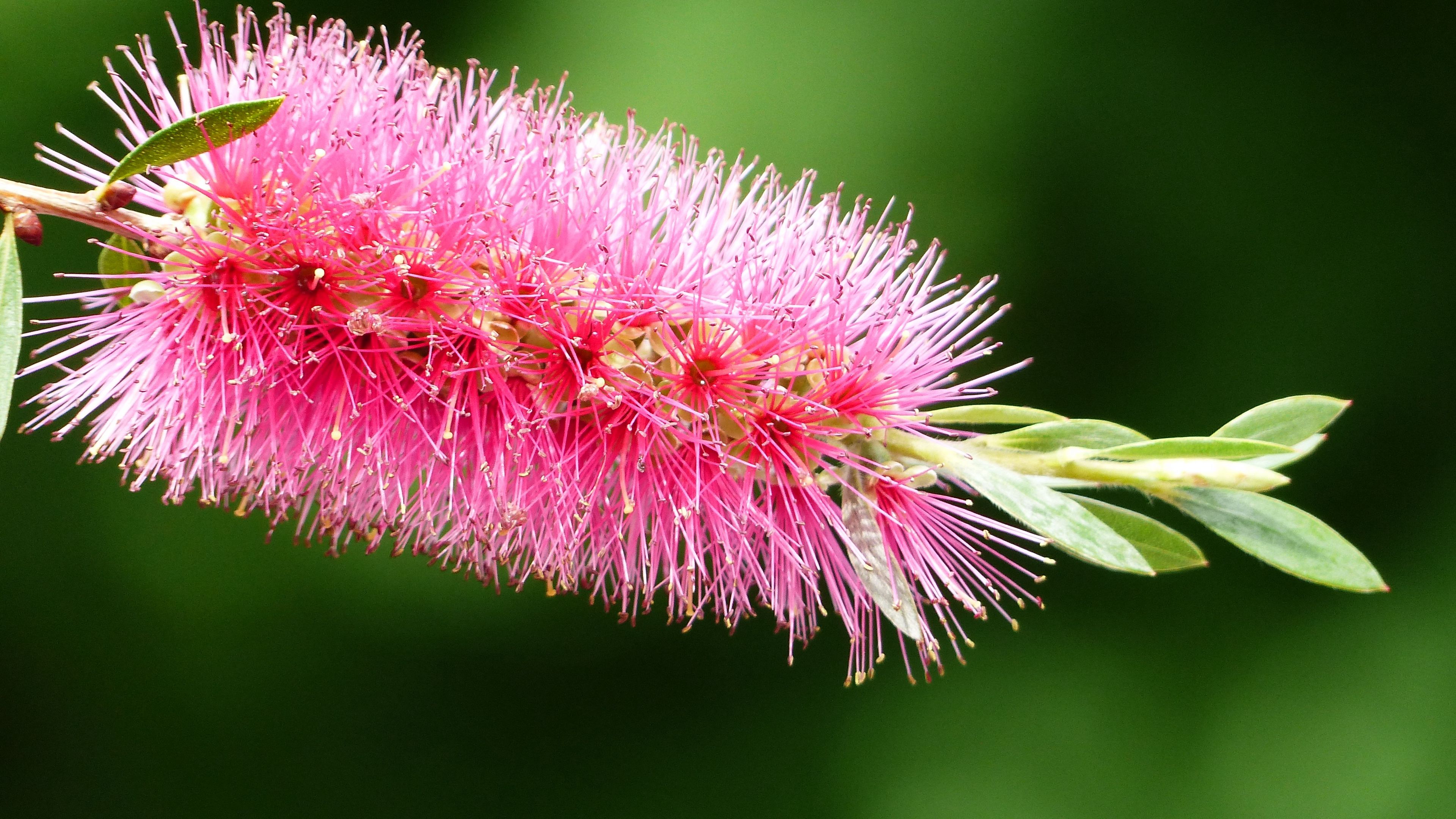plant, flower, bud, close-up, 4k, HD Wallpaper