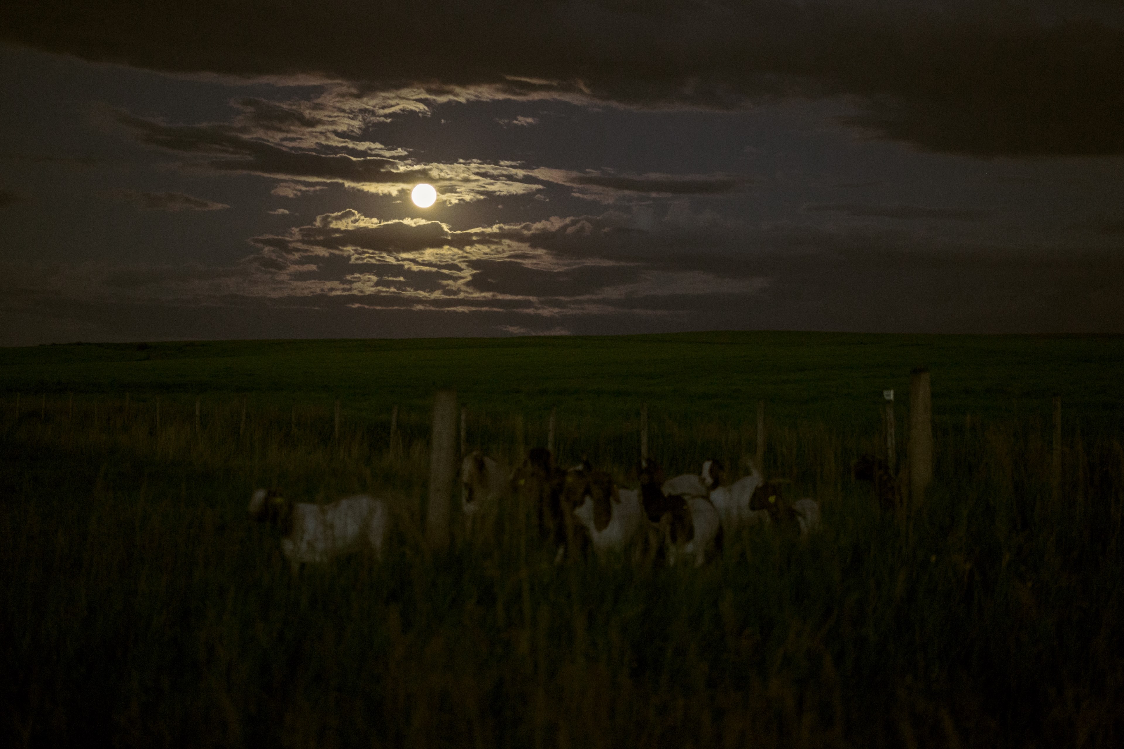 animal albertum farming and spooky 4k, HD Wallpaper
