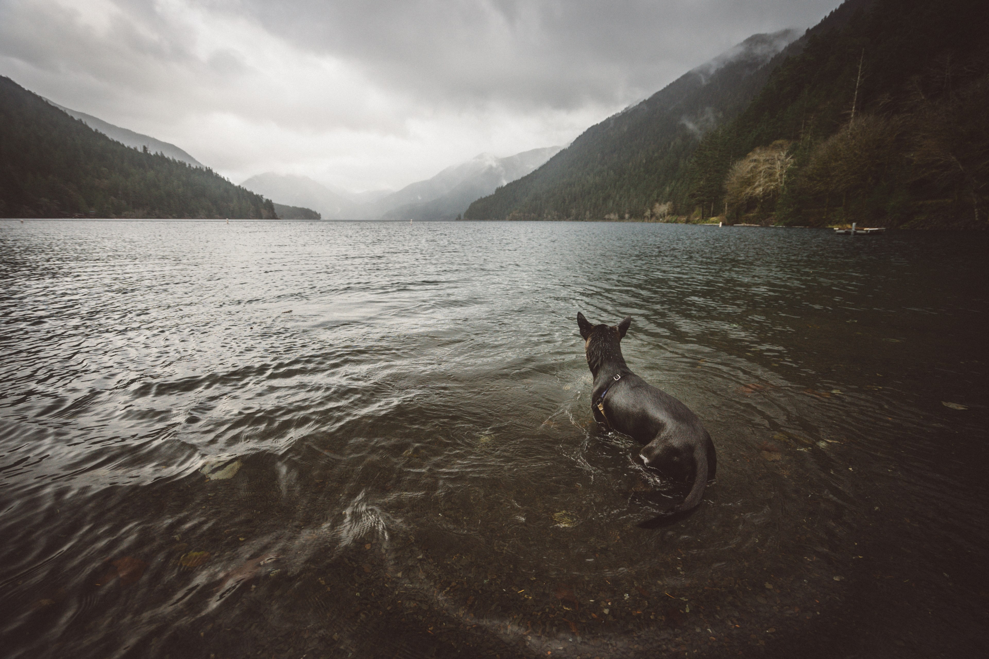 luna looking for sticks 4k, HD Wallpaper