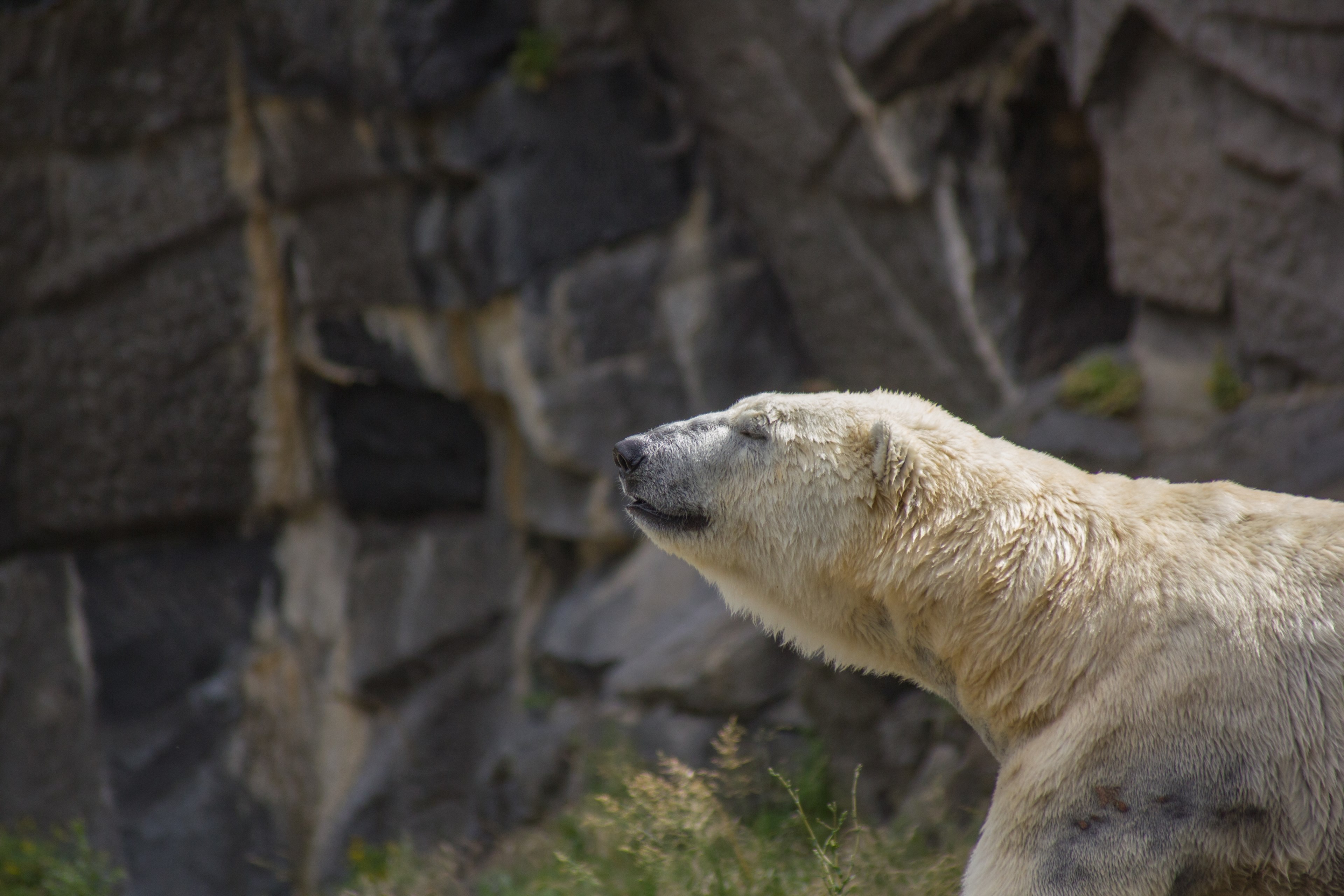 a polar bear raising its head and closing its eyes next to a rocky wall, polar bear 4k, HD Wallpaper