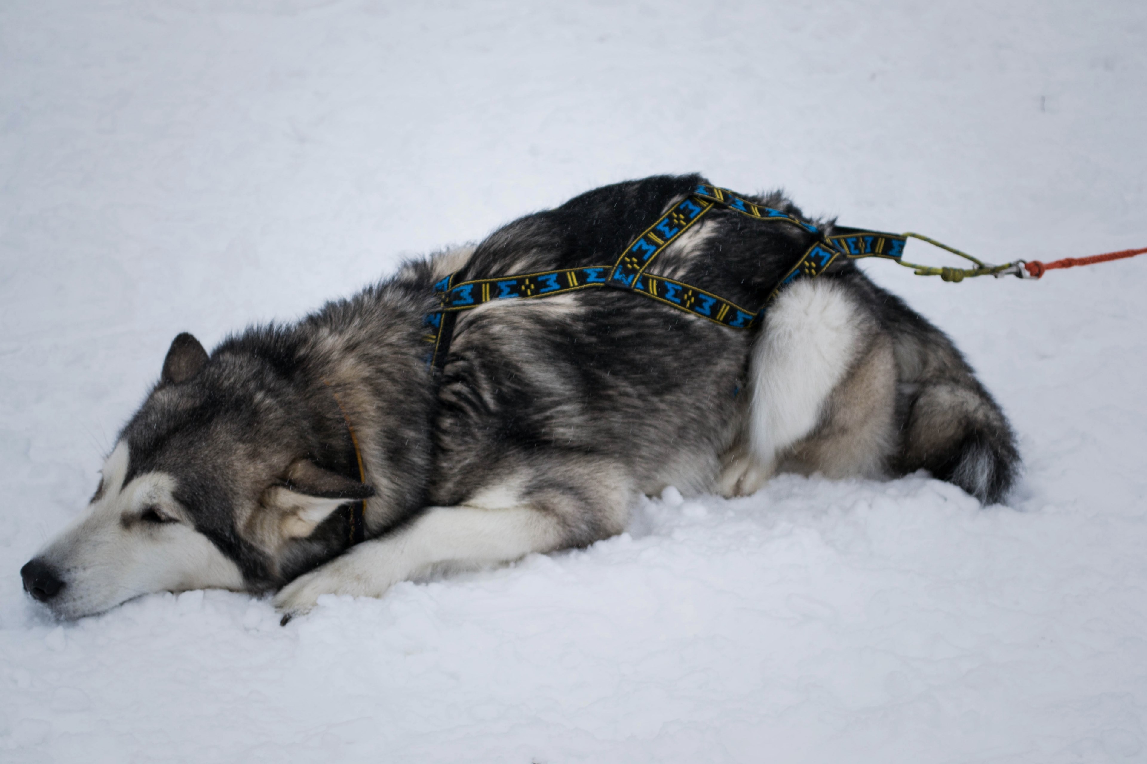 dog tired and husky 4k, HD Wallpaper