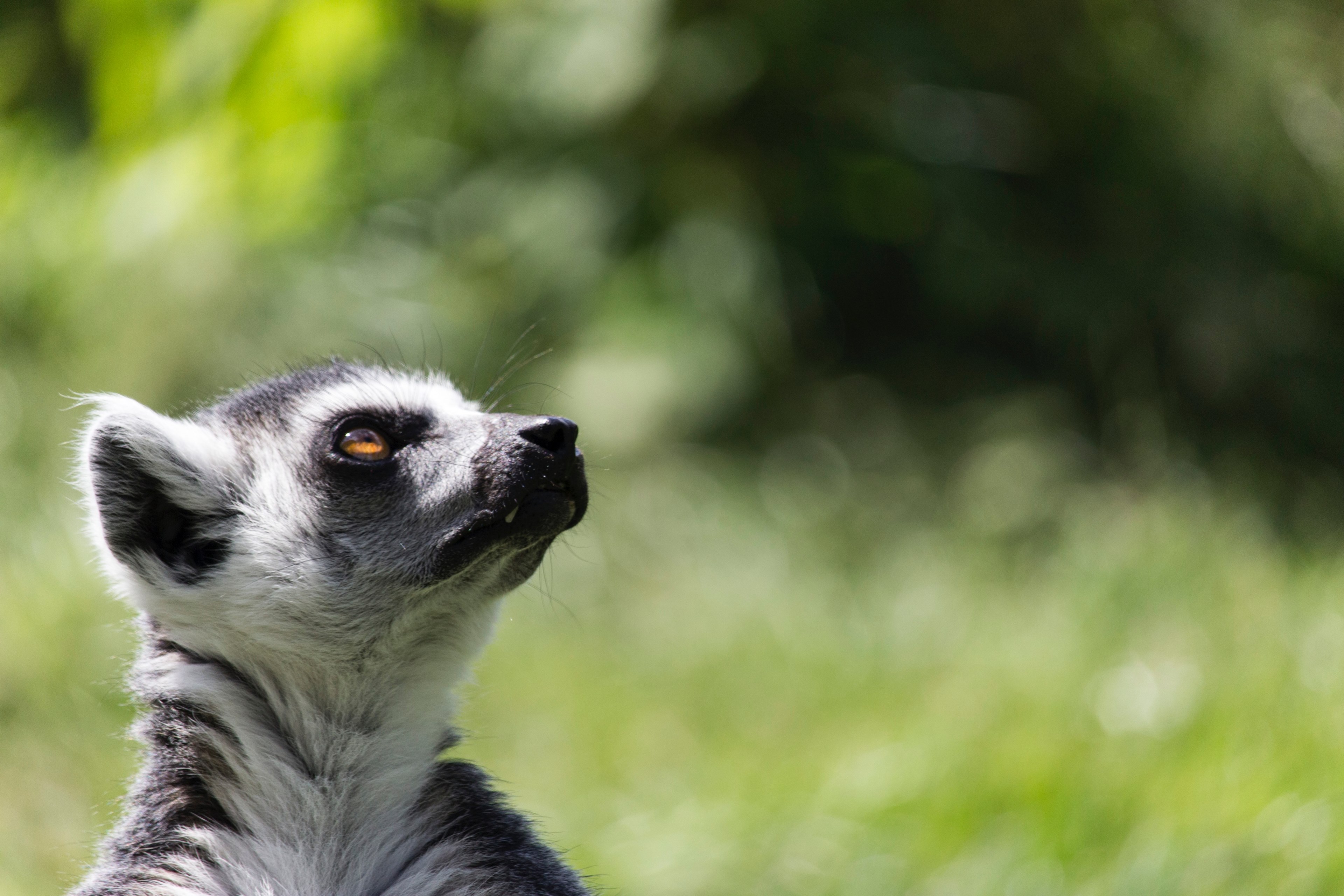 eye zoo nature and staring 4k, HD Wallpaper