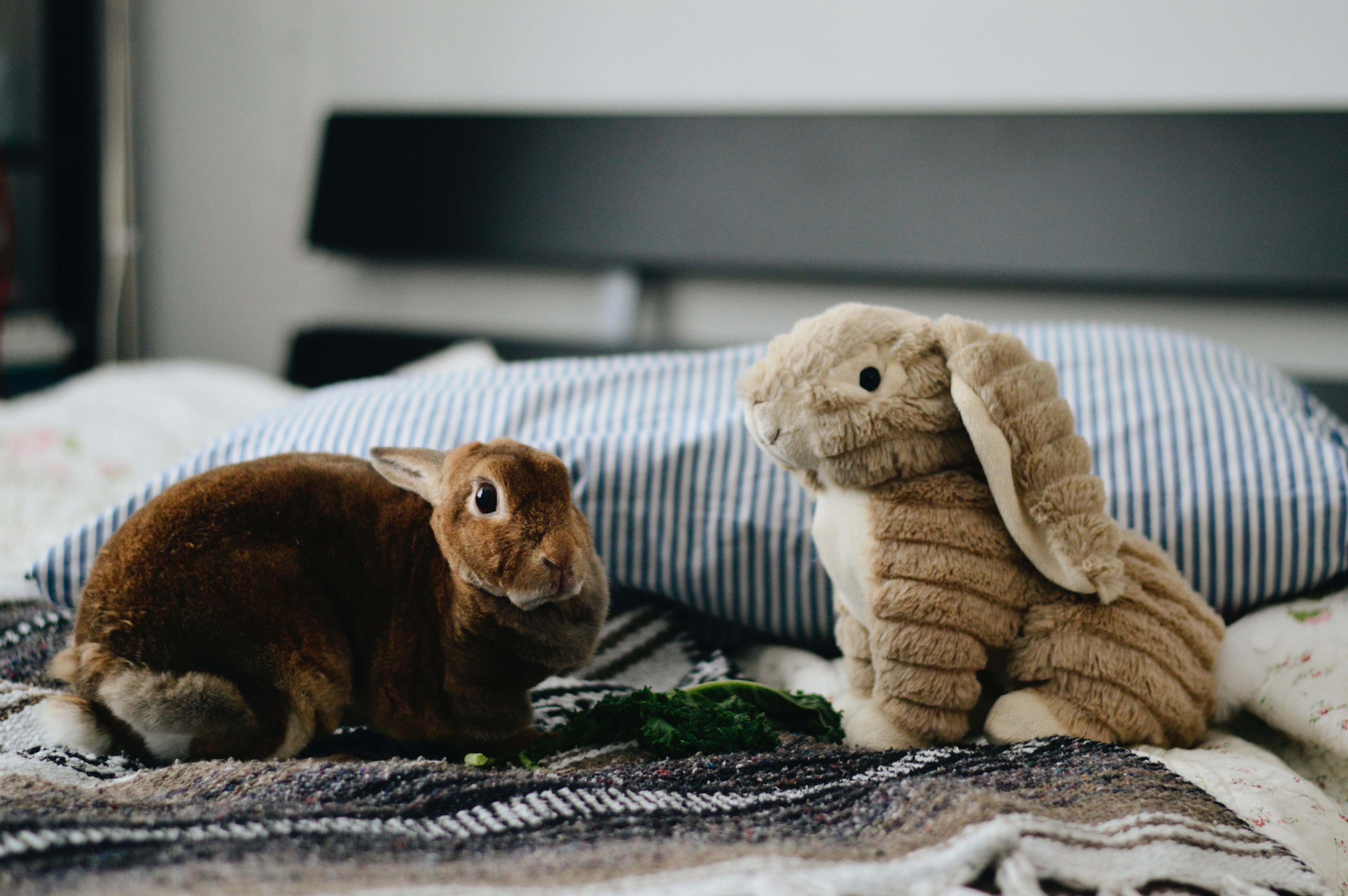 rabbit toy pet and animal 4k, HD Wallpaper