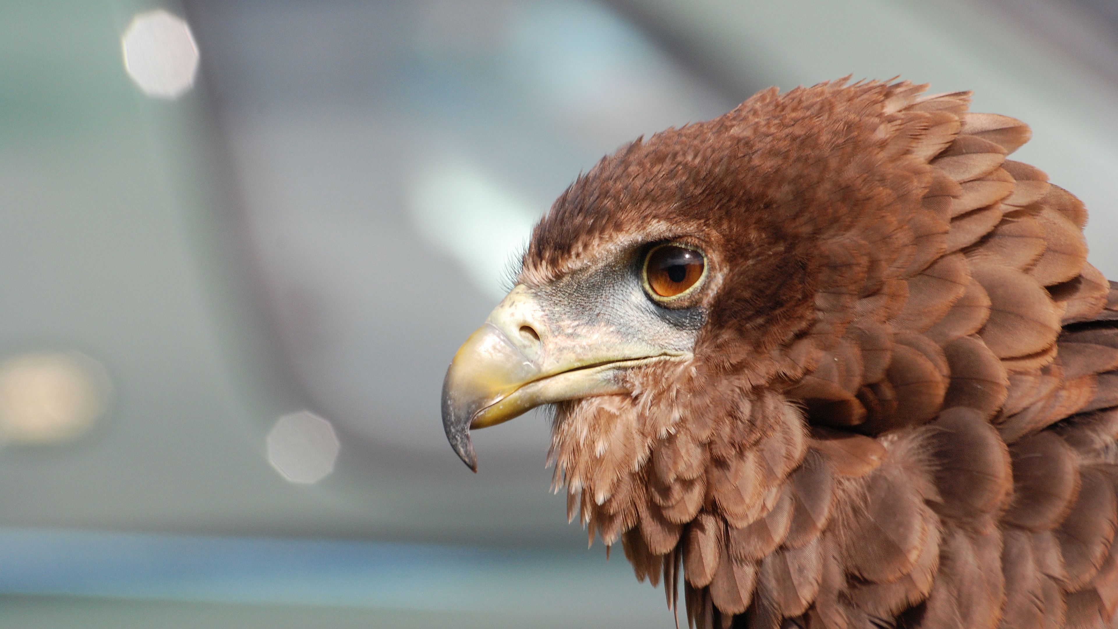 eagle, bird, predator, beak, 4k, HD Wallpaper