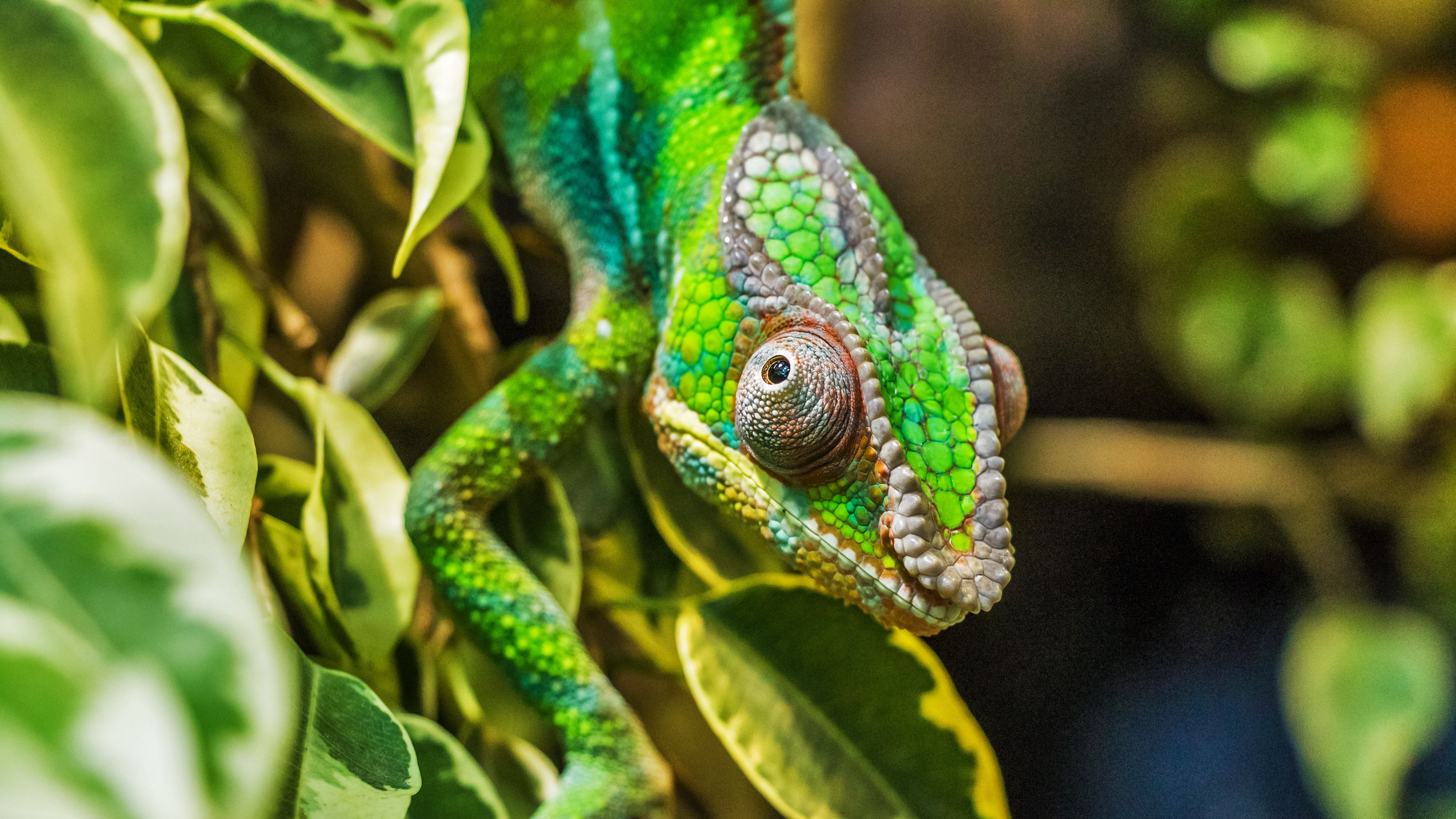 chameleon, color, camouflage, reptile, 4k, HD Wallpaper