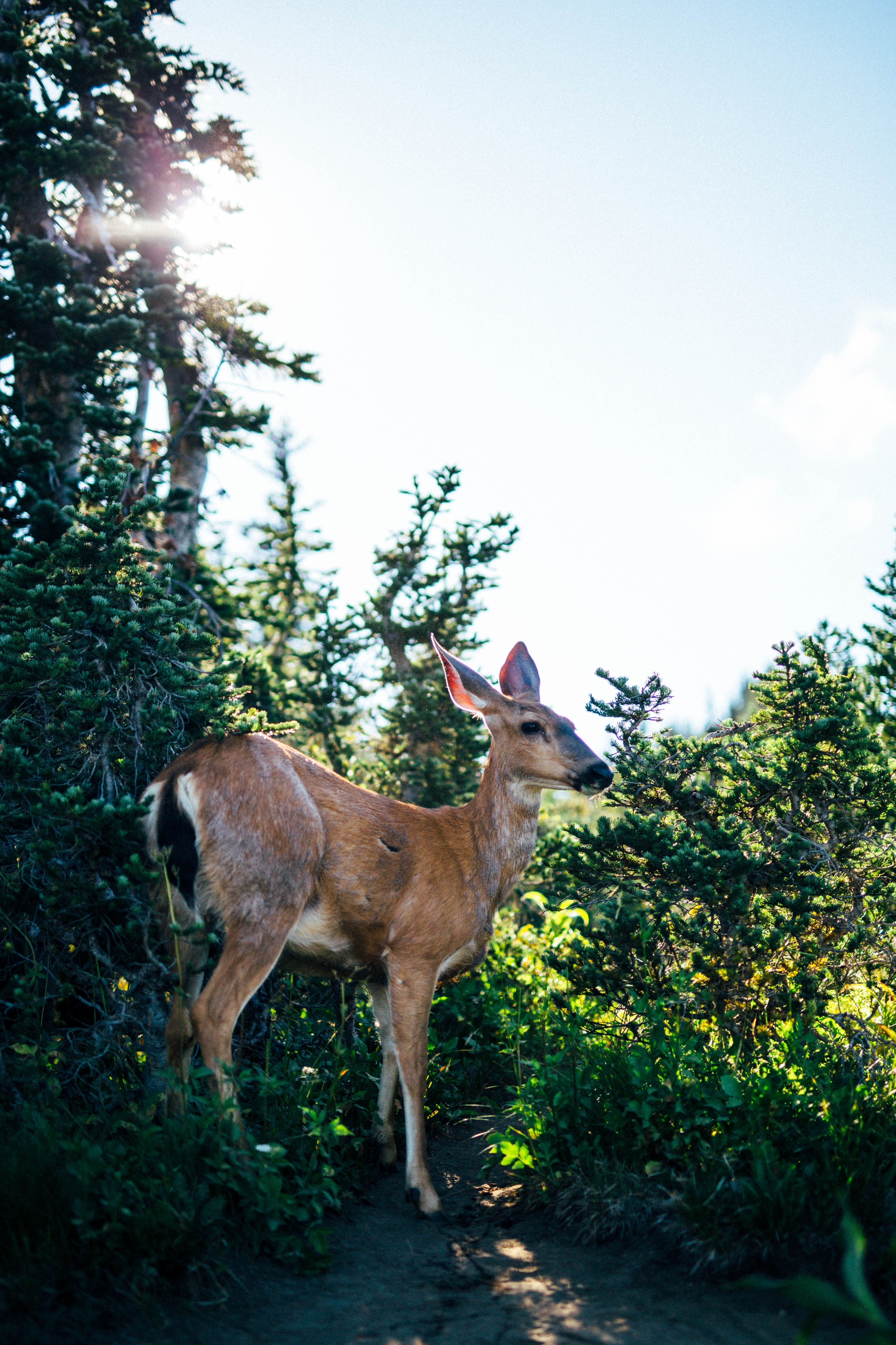 deer animal wild and tree hd, 4k, Phone HD Wallpaper