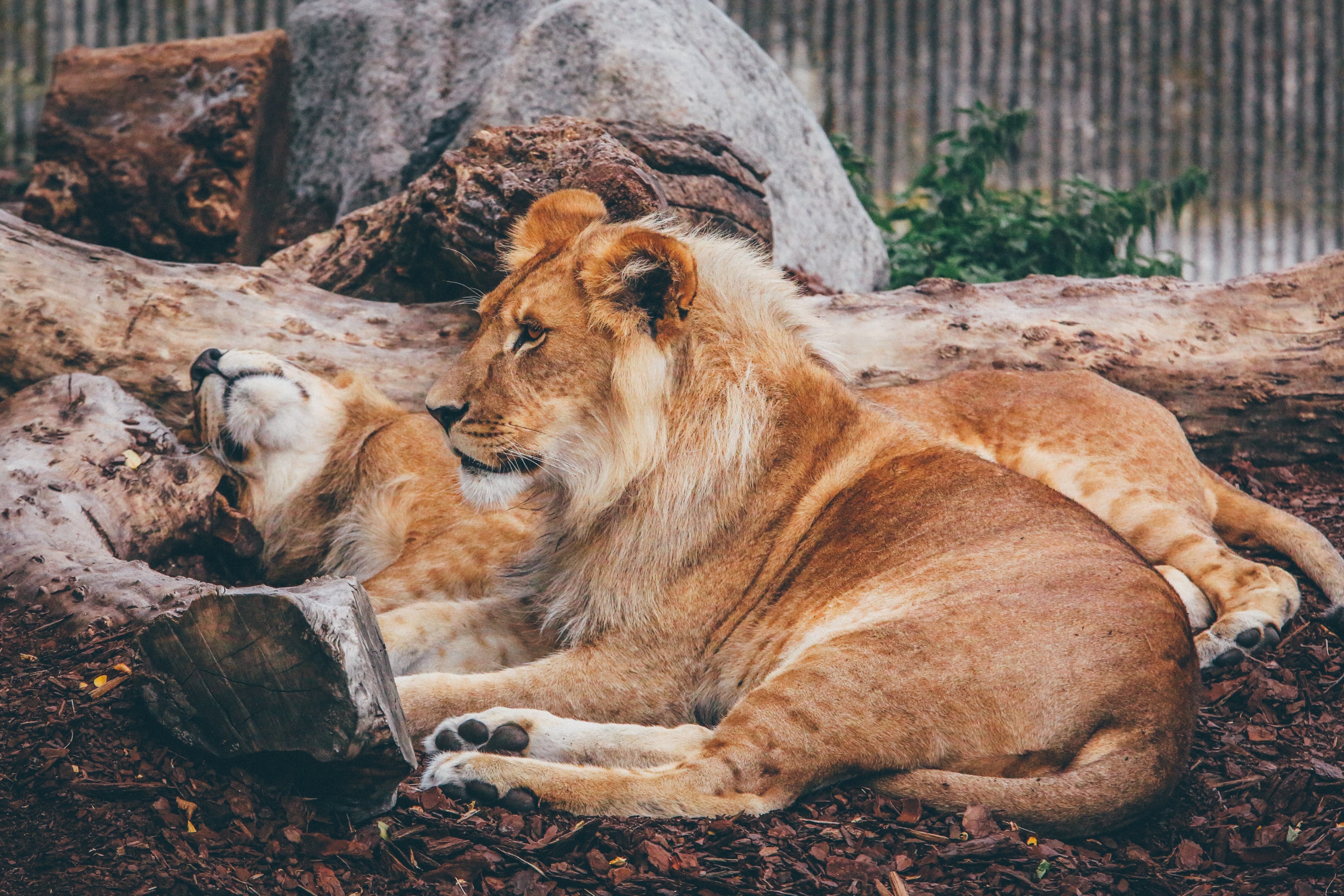 two lions reposing on the ground near a tree trunk in the copenhagen zoo, lion couple resting in a zoo 4k, HD Wallpaper