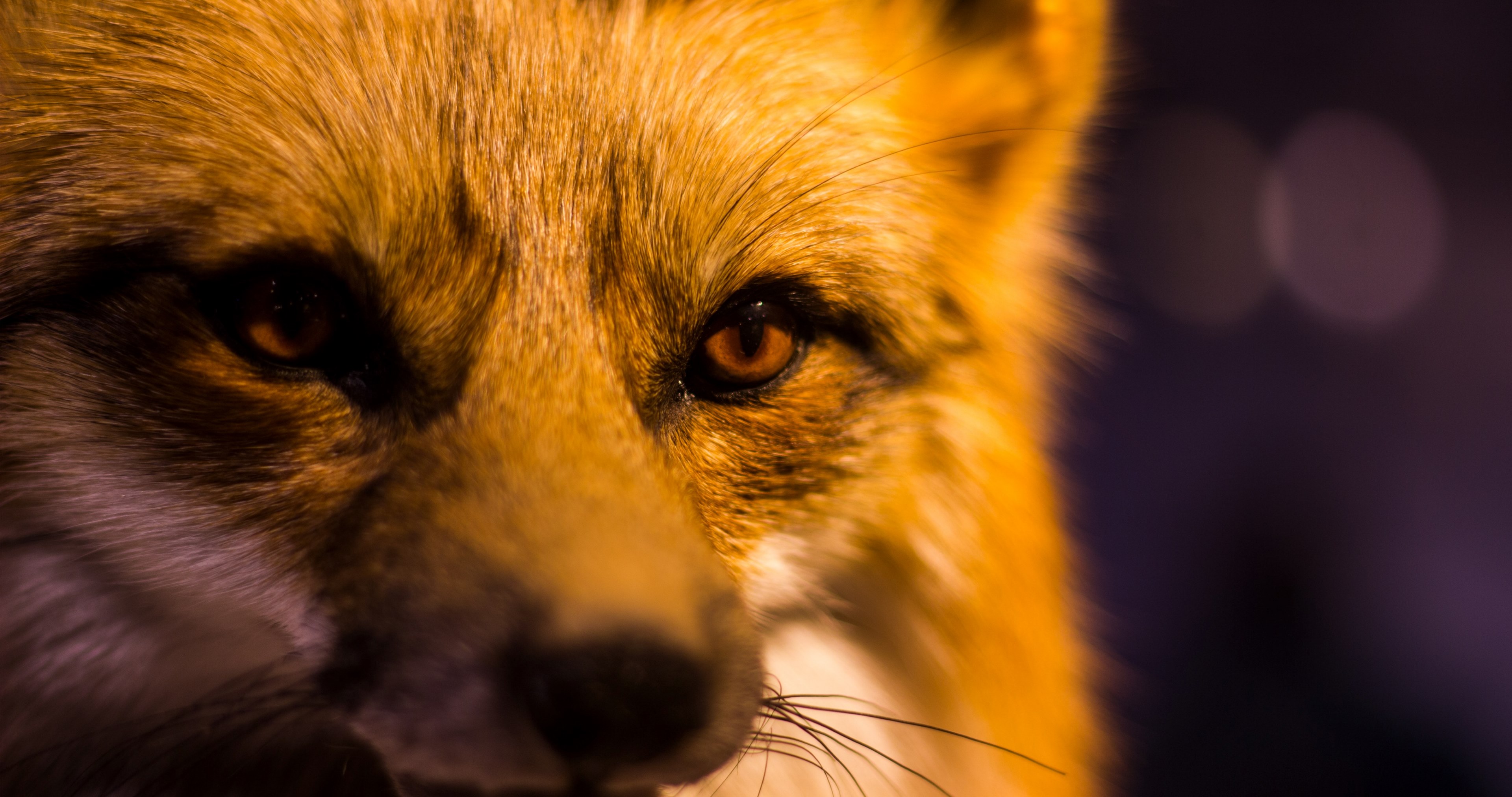 wildlife wild animal and eye 4k, HD Wallpaper