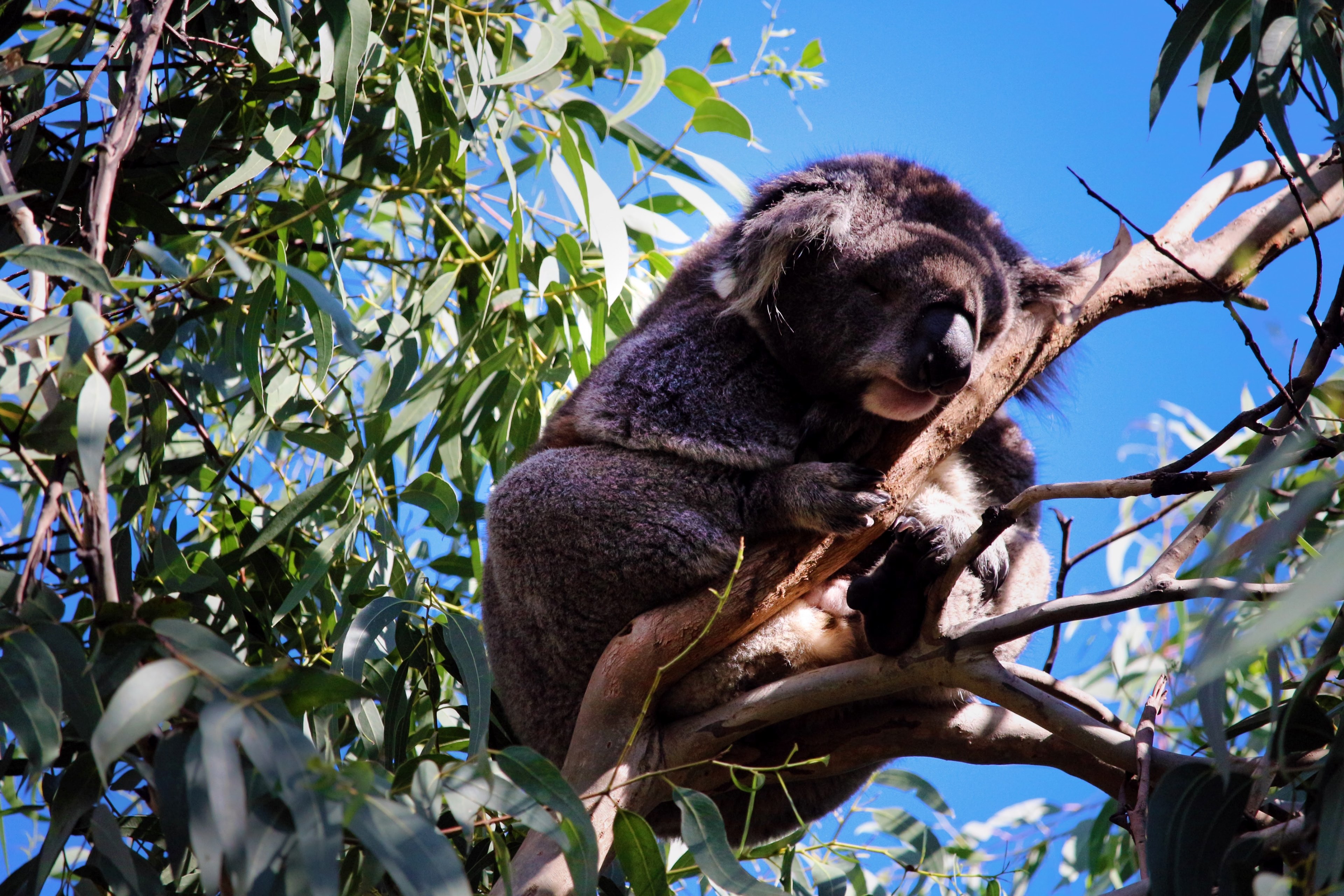 mammal titi black and sloth 4k, HD Wallpaper