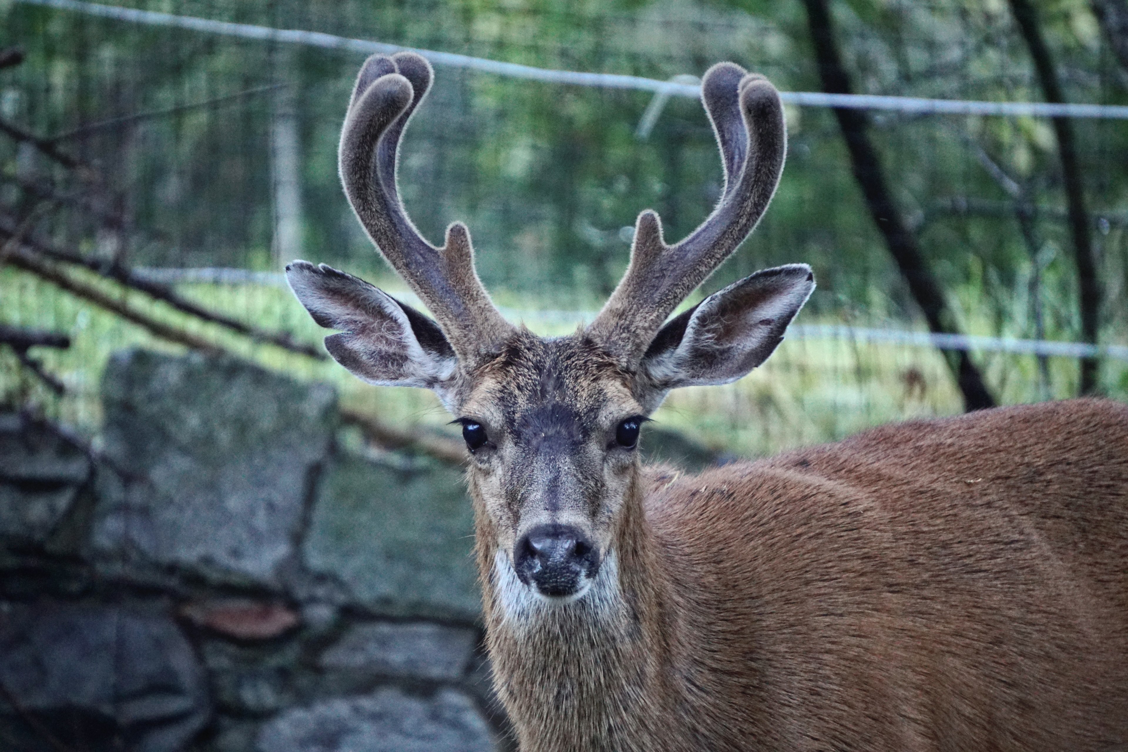 moose reindeer caribou and roebuck 4k, HD Wallpaper