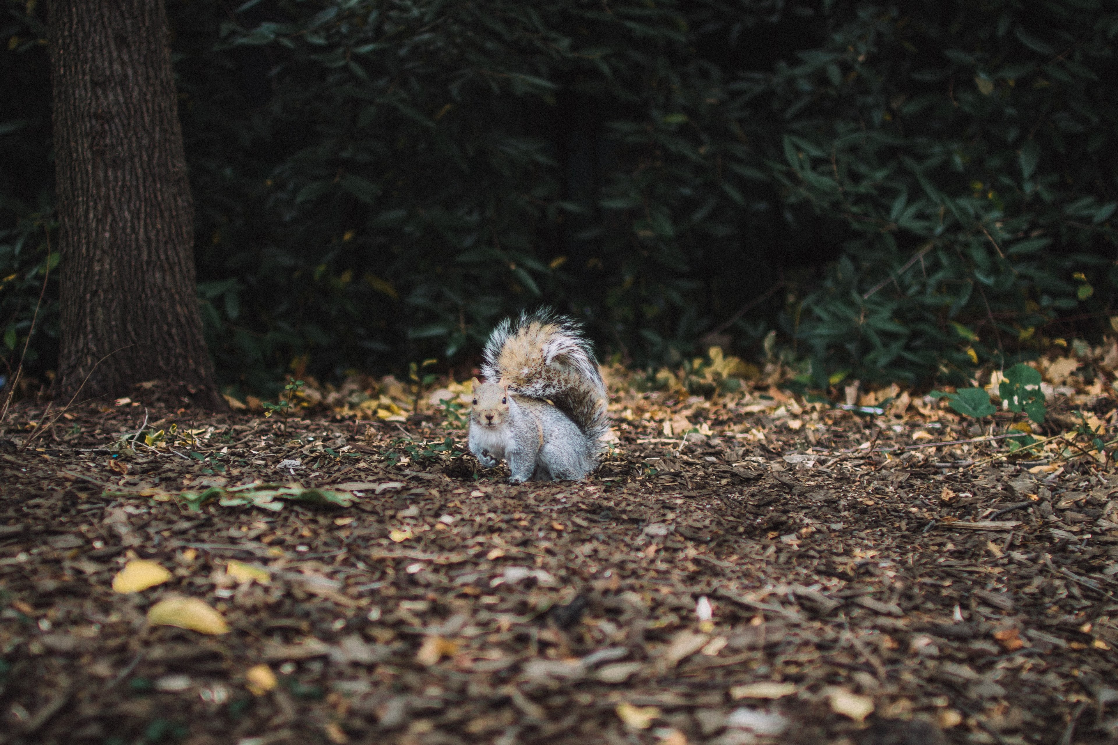 a squirrel looking up in surprise surrounded by fallen leaves and pieces of bark on the forest floor, central park concrete jungle 4k, HD Wallpaper