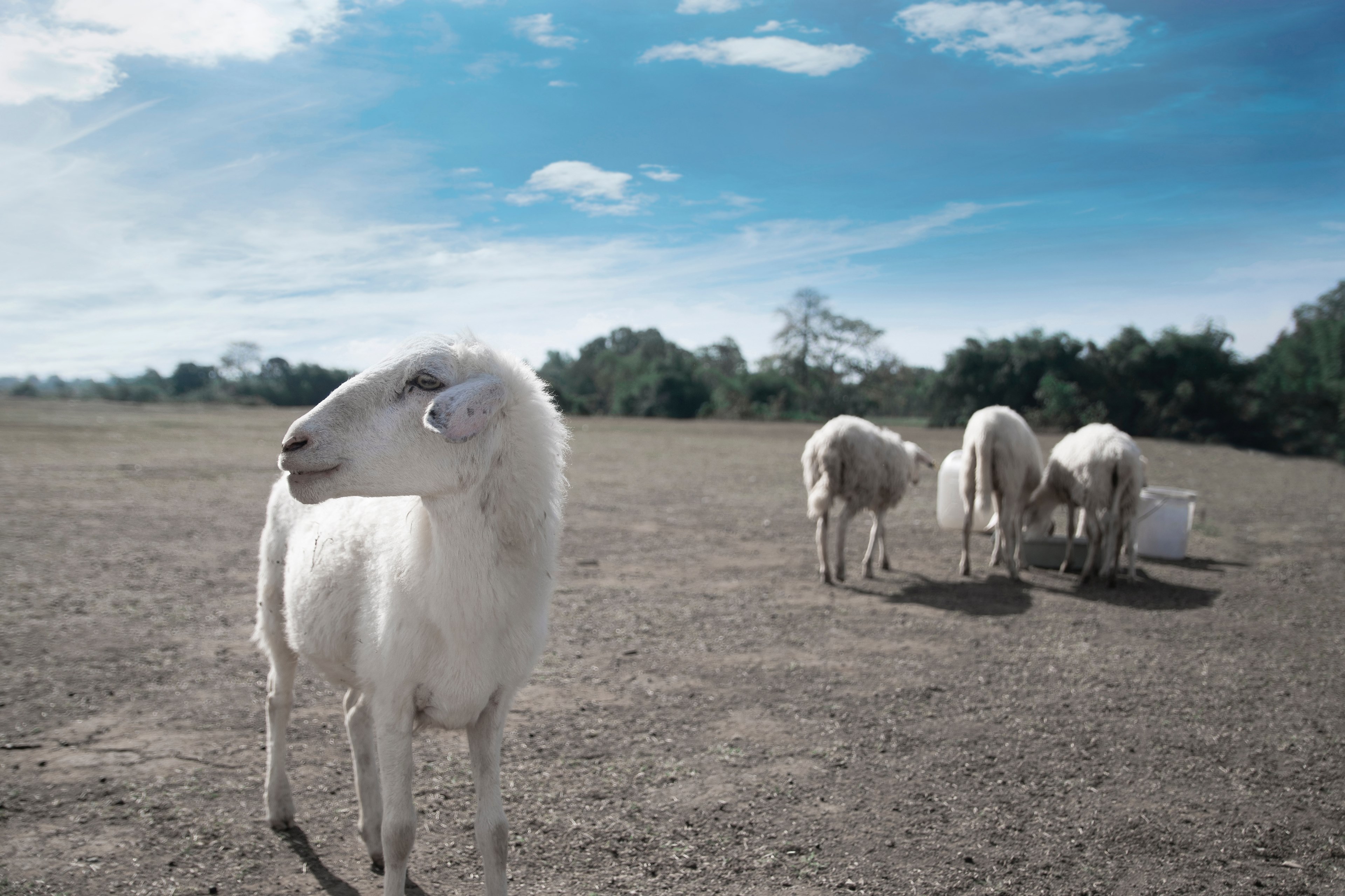sheep soil dirt and cloud 4k, HD Wallpaper