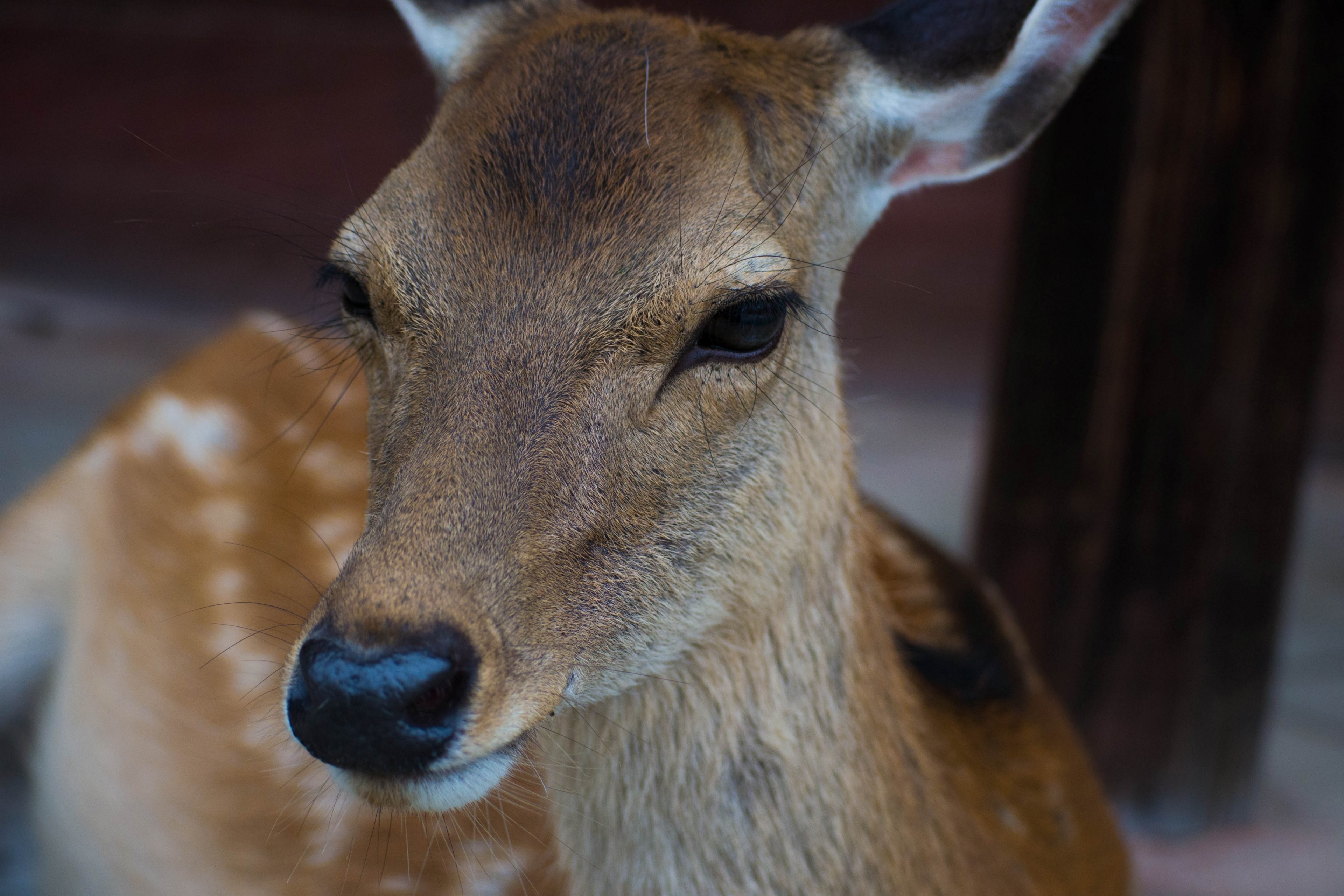 deer doe fur and female 4k, HD Wallpaper