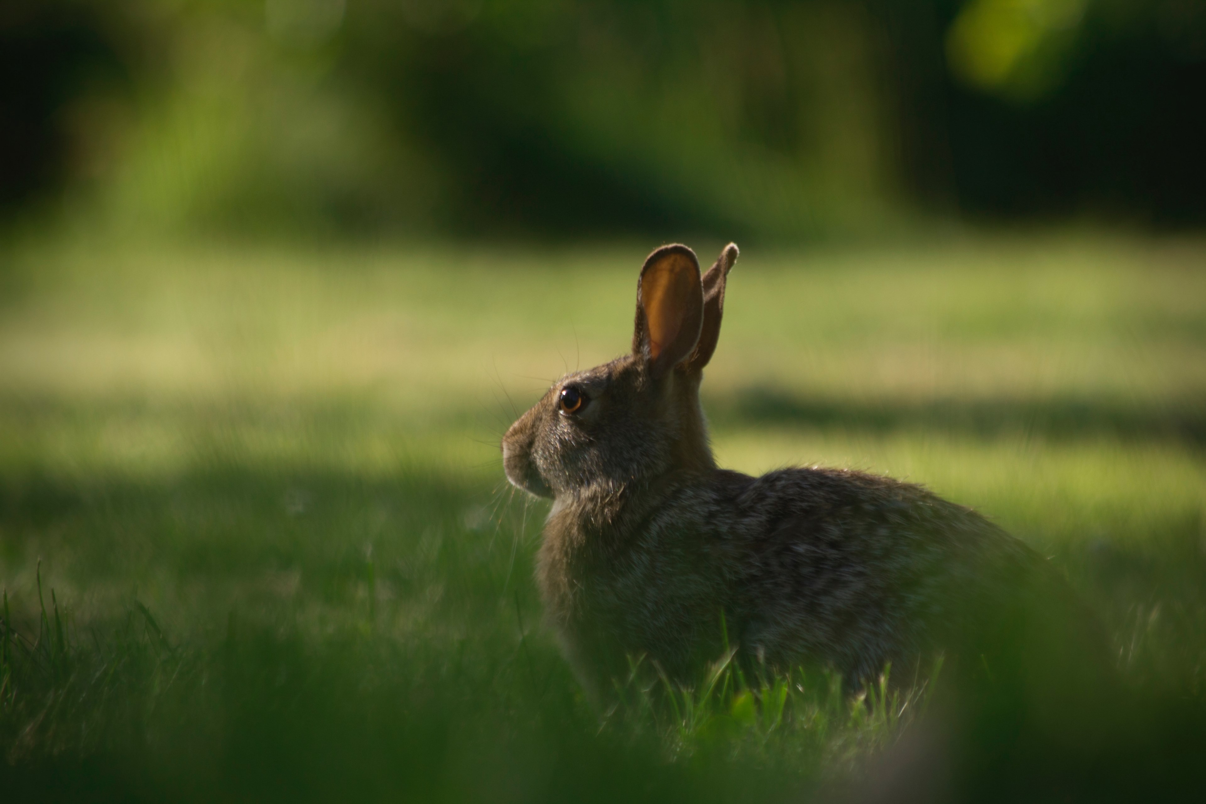 rabbit bunny hare and grass 4k, HD Wallpaper