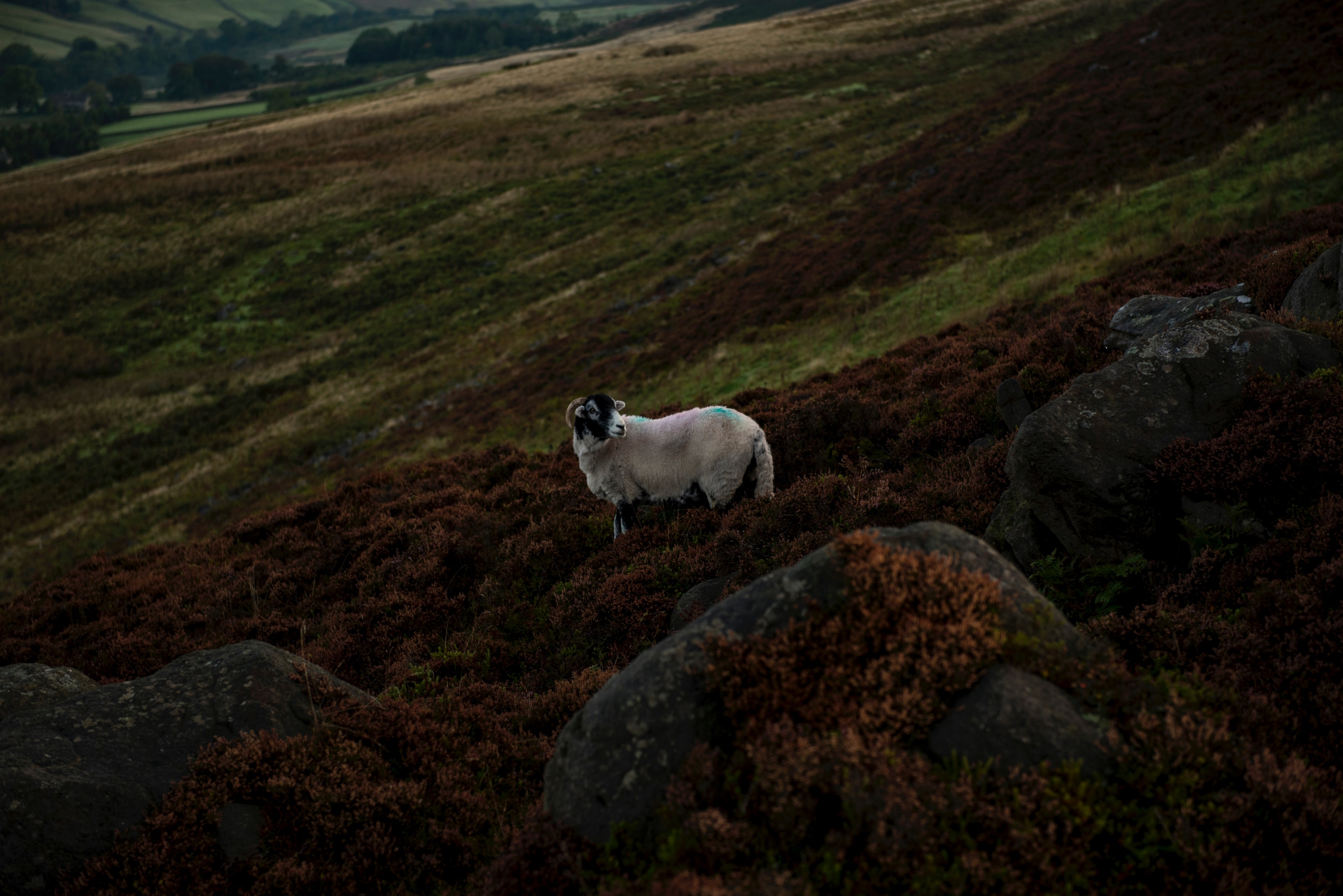 mountain sheep white and wool 4k, HD Wallpaper