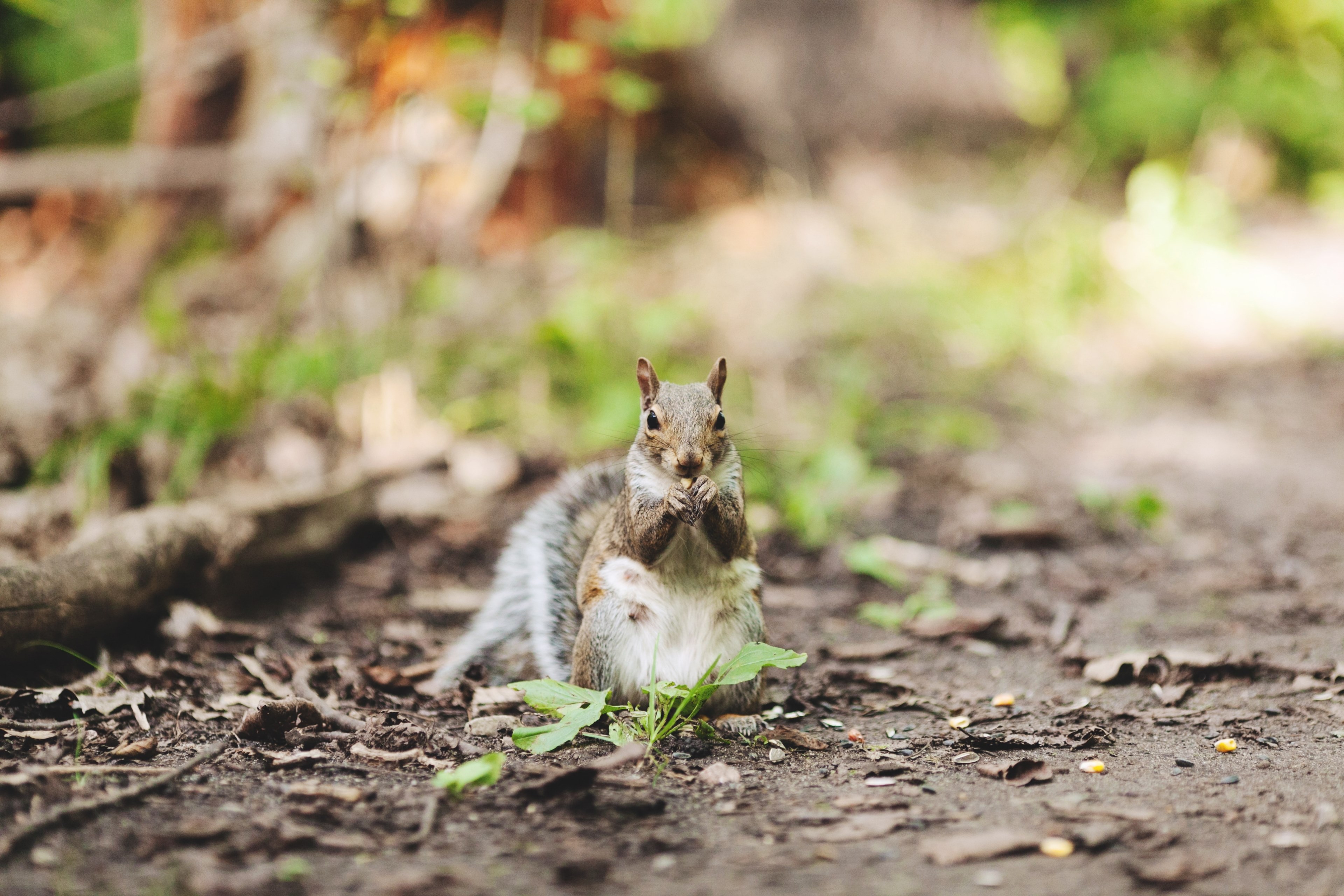grey grey squirrel canada and rodent 4k, HD Wallpaper