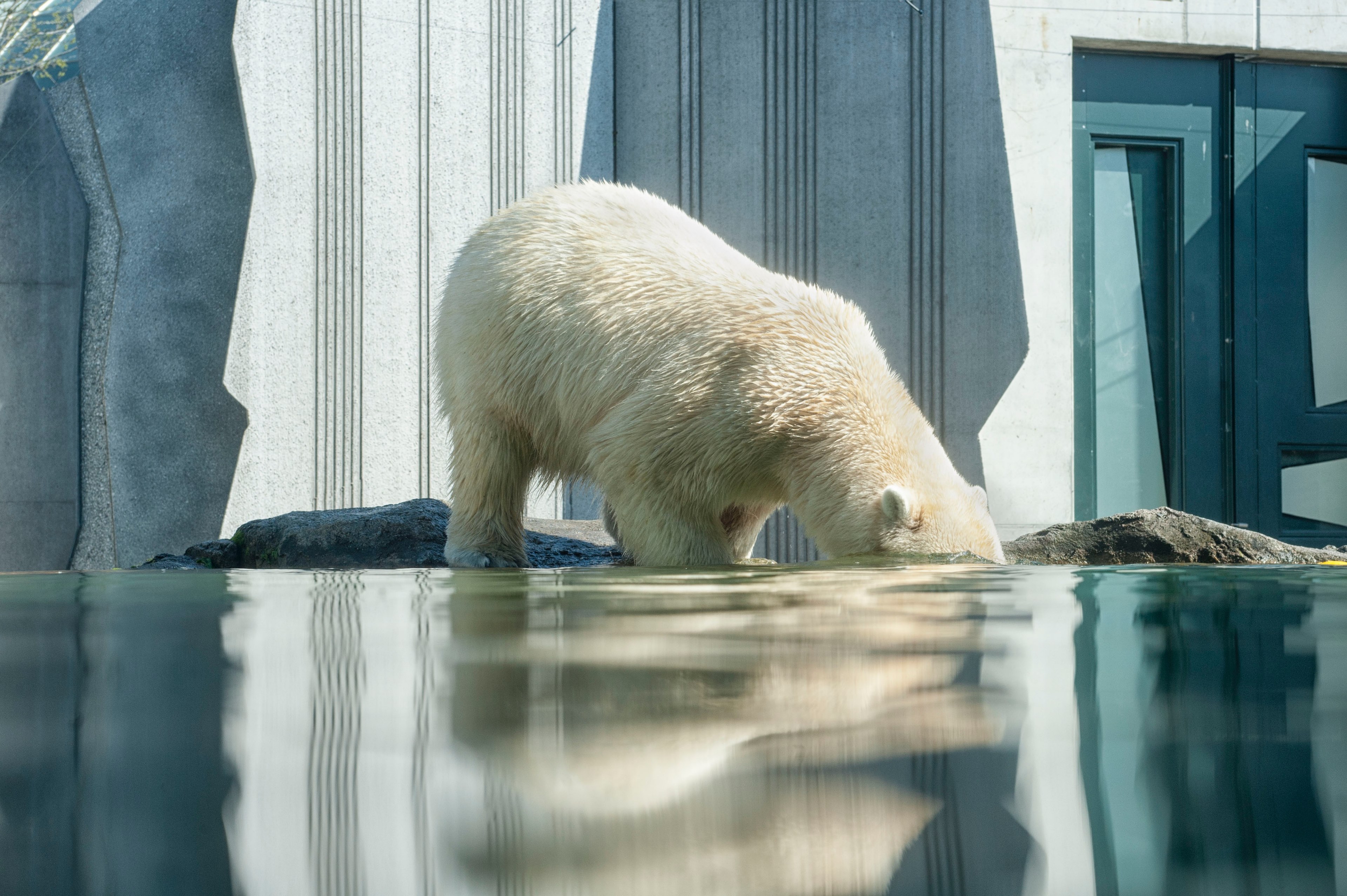 animal water bear and polar 4k, HD Wallpaper