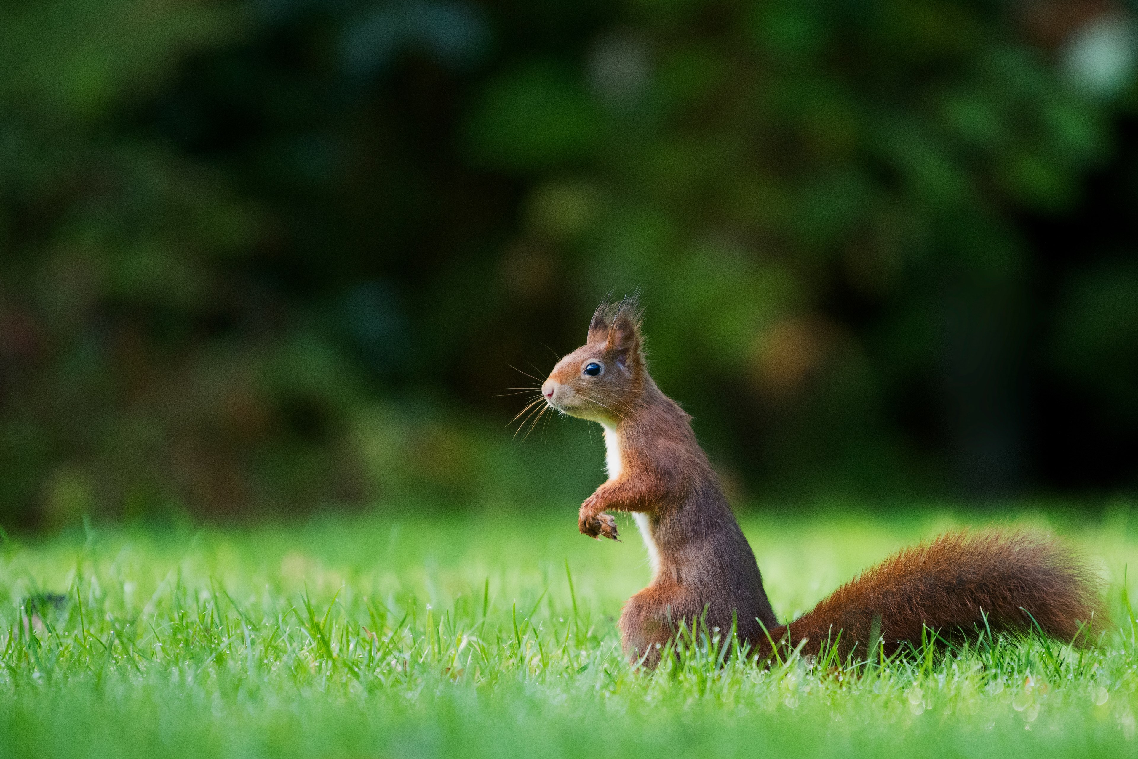 squirrel animal wild and grass 4k, HD Wallpaper