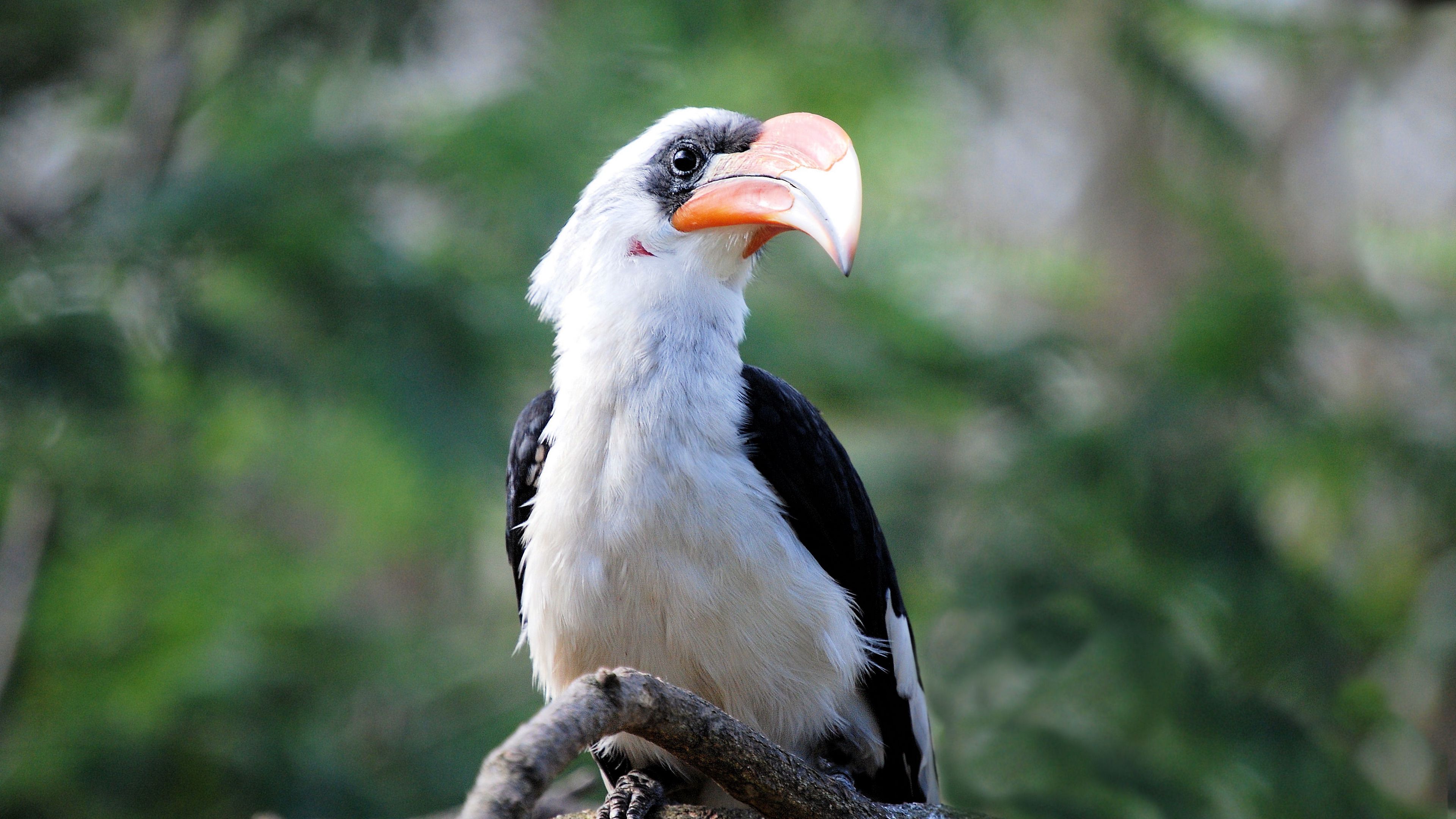 great hornbill, bird, beak, 4k, HD Wallpaper