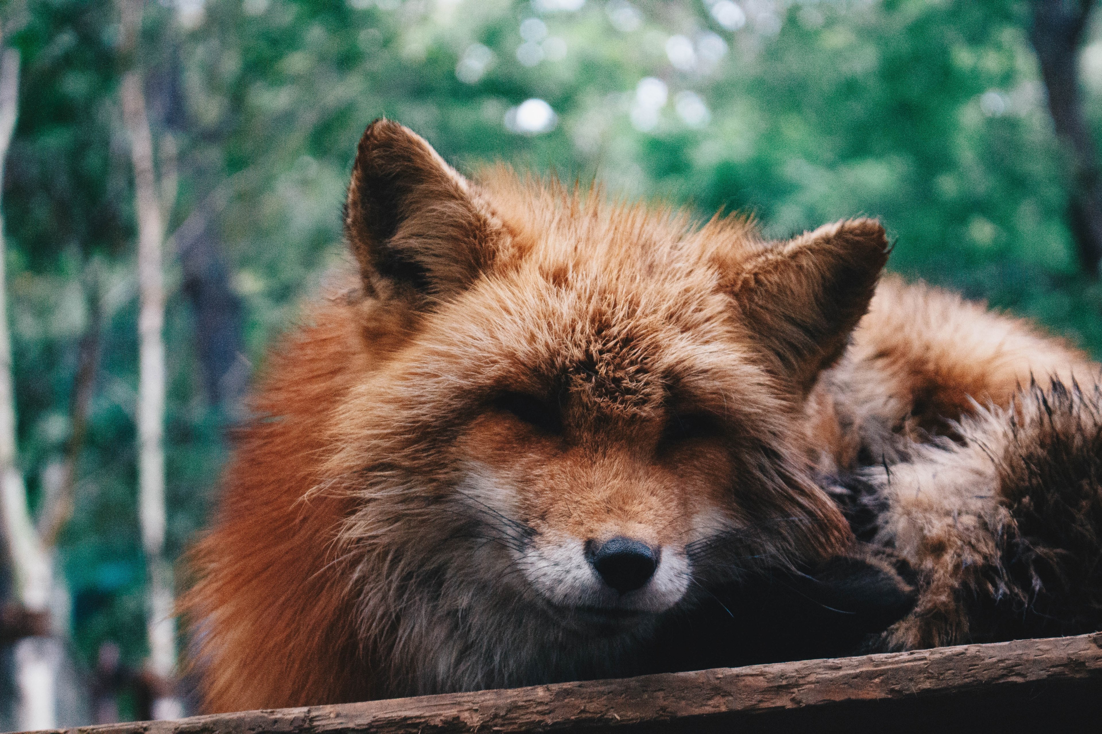 foxy beast 4k, HD Wallpaper