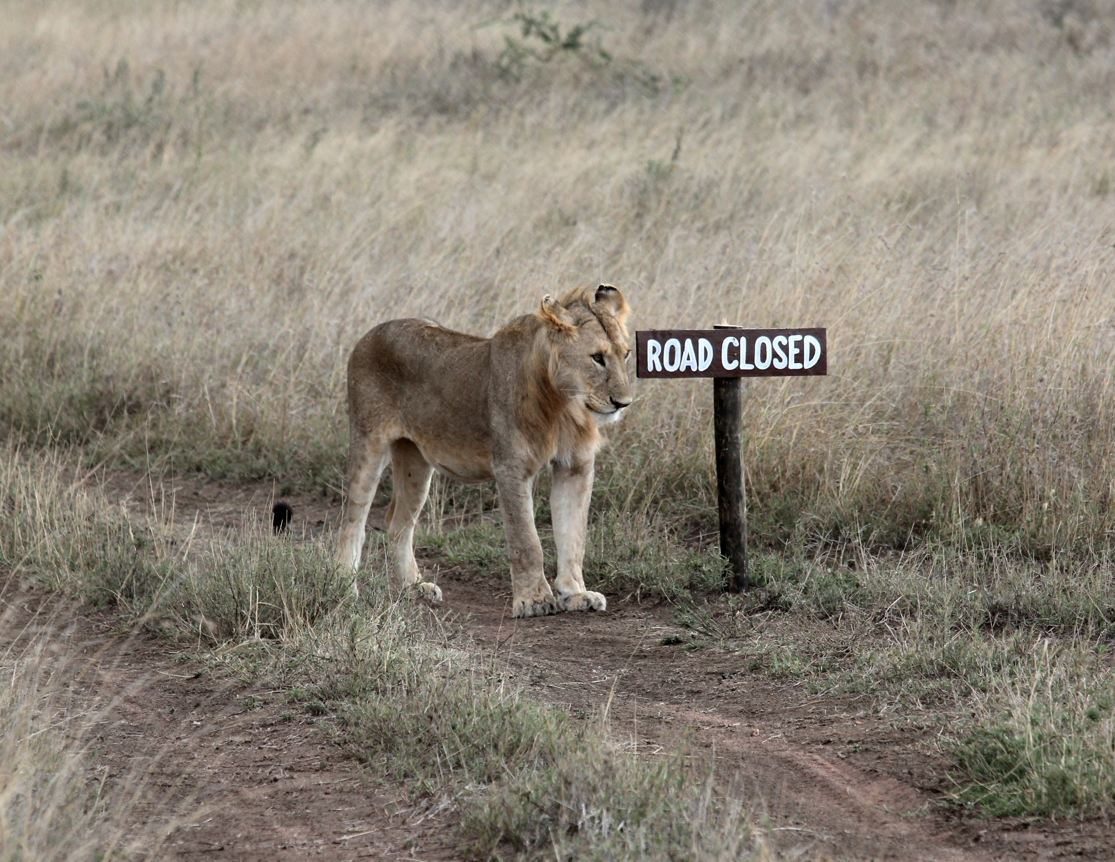 young lion coming up the road to greet us_ 4k, HD Wallpaper