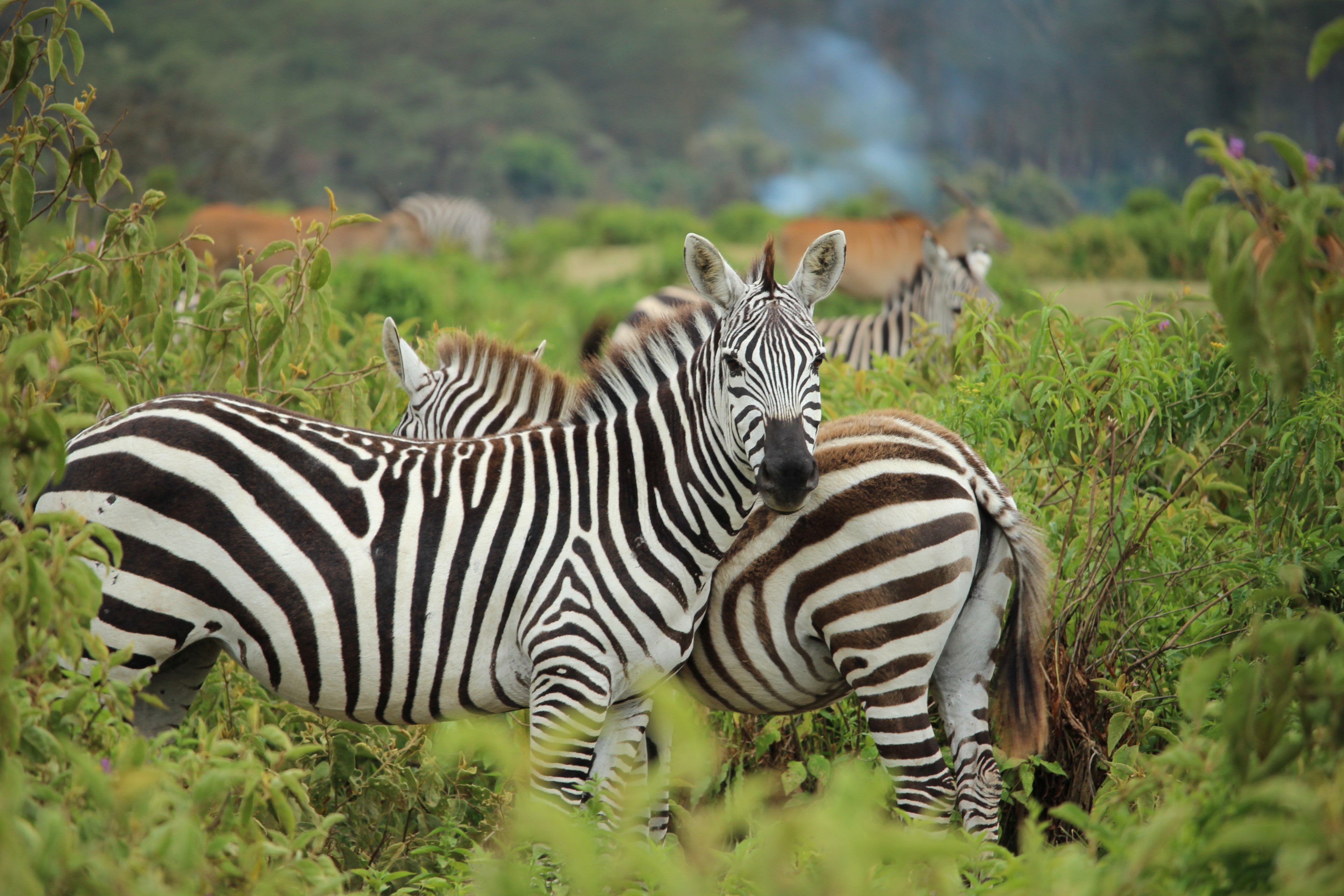 zebras standing in foliage and looking at the camera, zebra on the watch 4k, HD Wallpaper