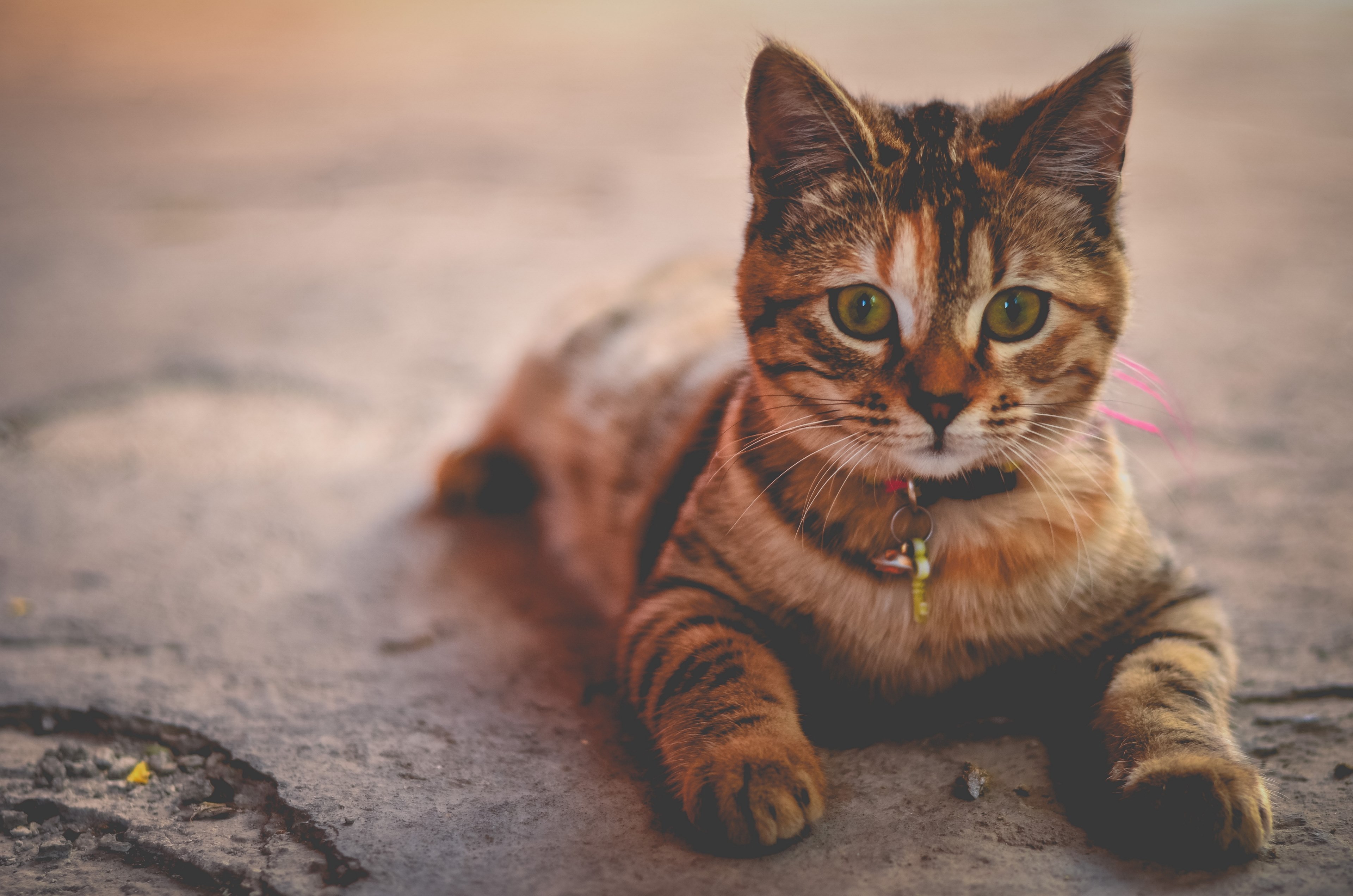 close up of a tiger striped tabby kitten in a collar, tiger striped kitten 4k, HD Wallpaper