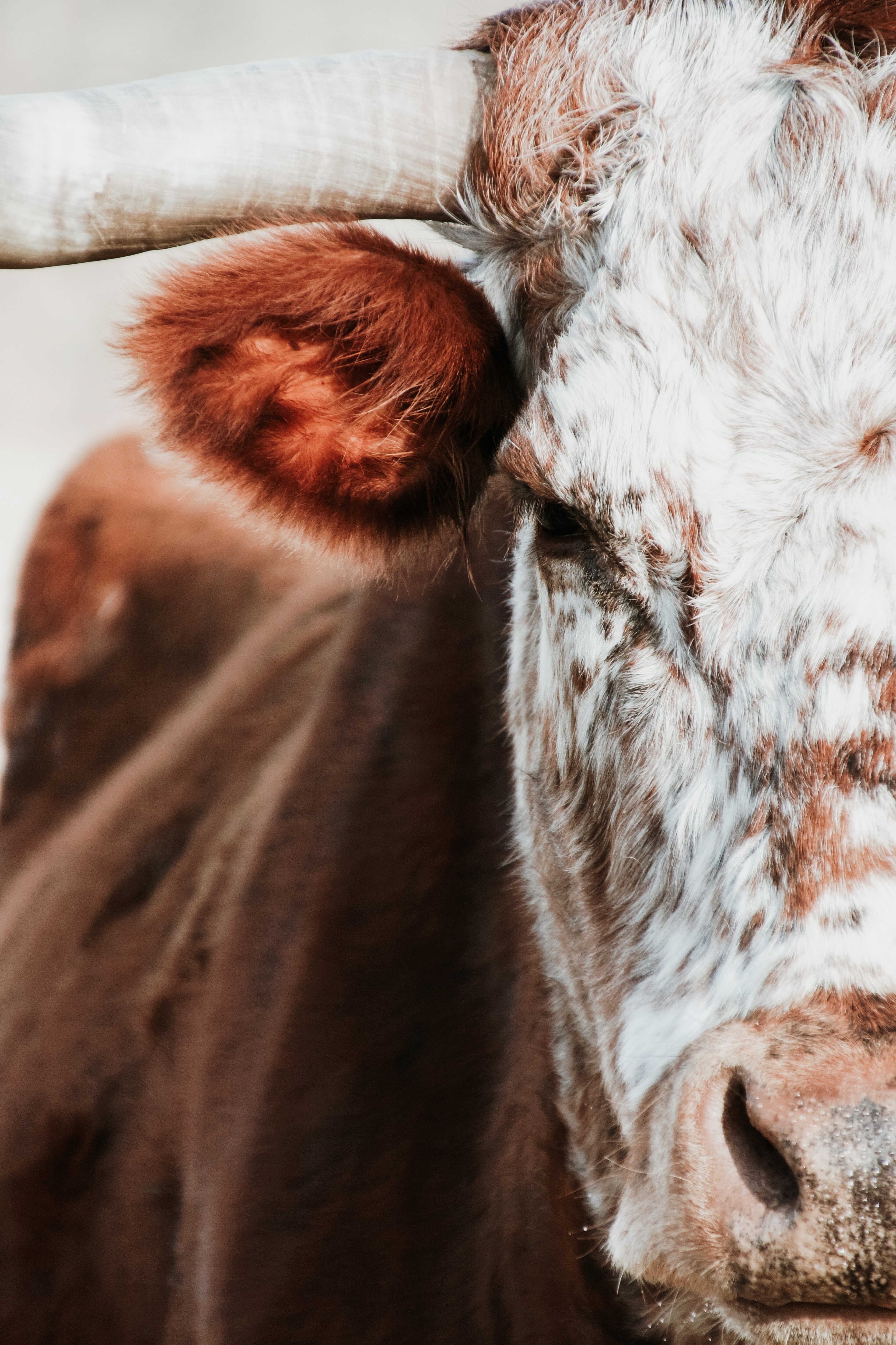 dont upset the bull 4k, Phone HD Wallpaper