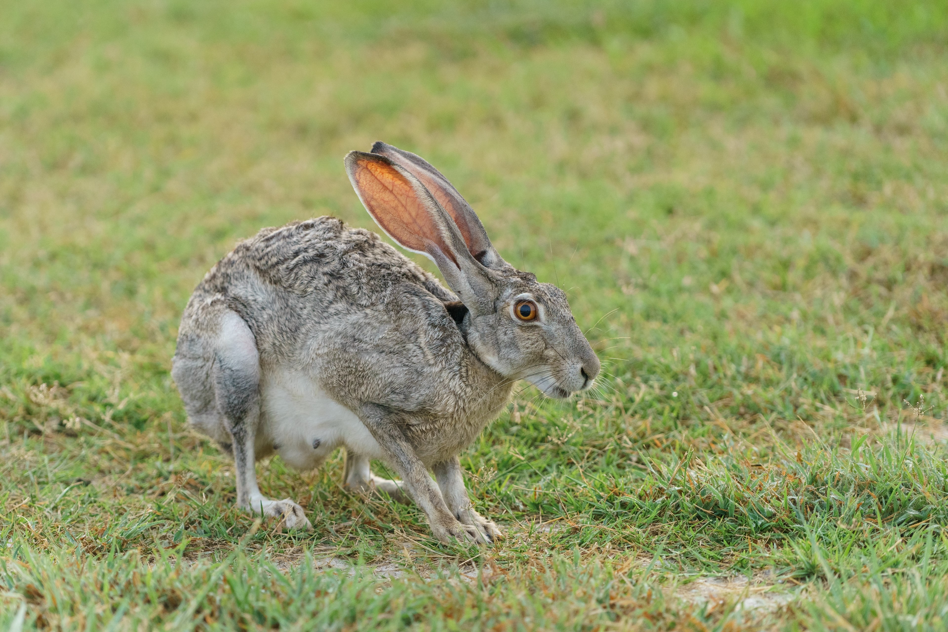 wild hare hops through a grassy field, hungry rabbit 4k, HD Wallpaper