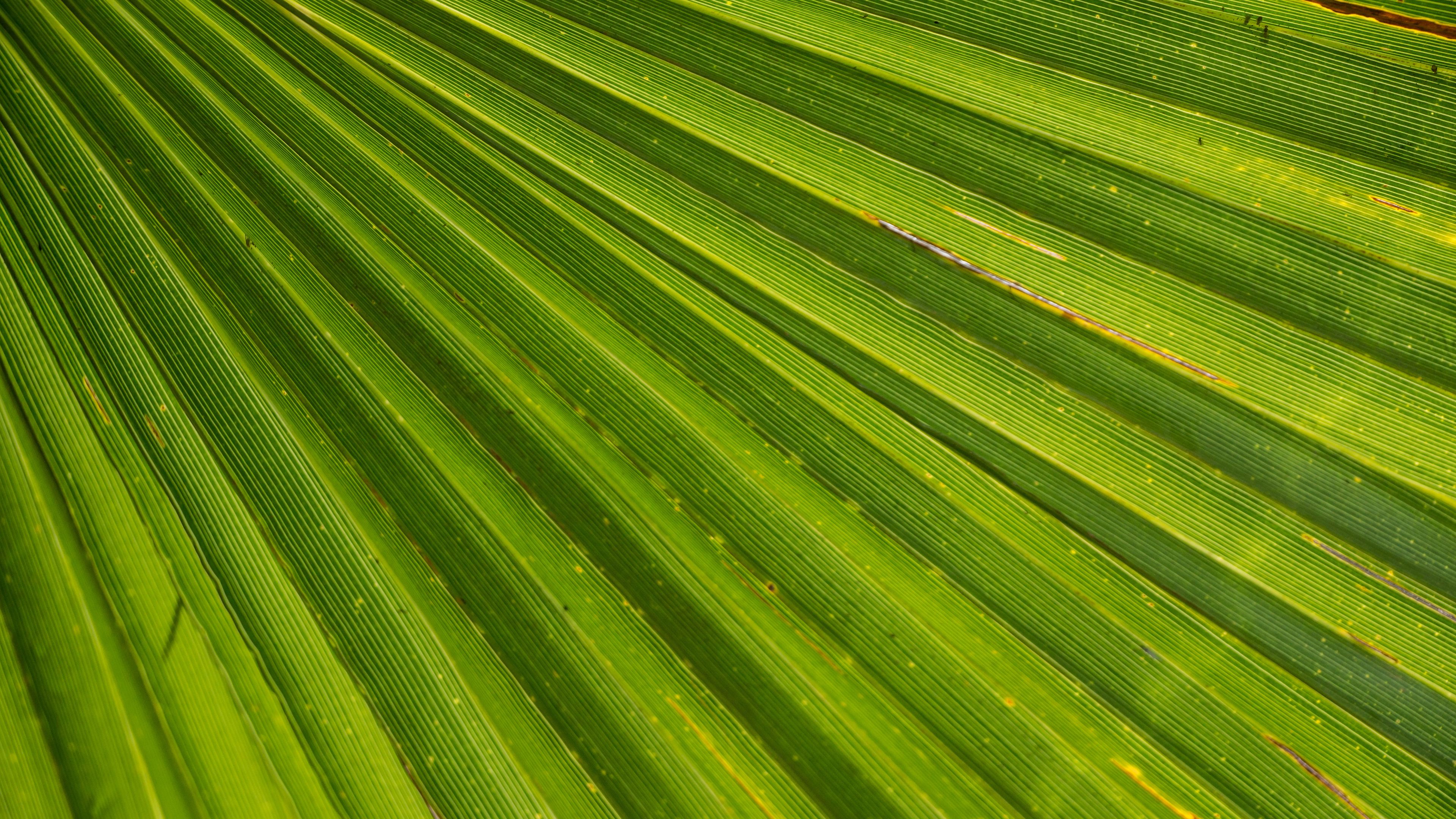 leaf, palm, plant, drops, 4k, HD Wallpaper