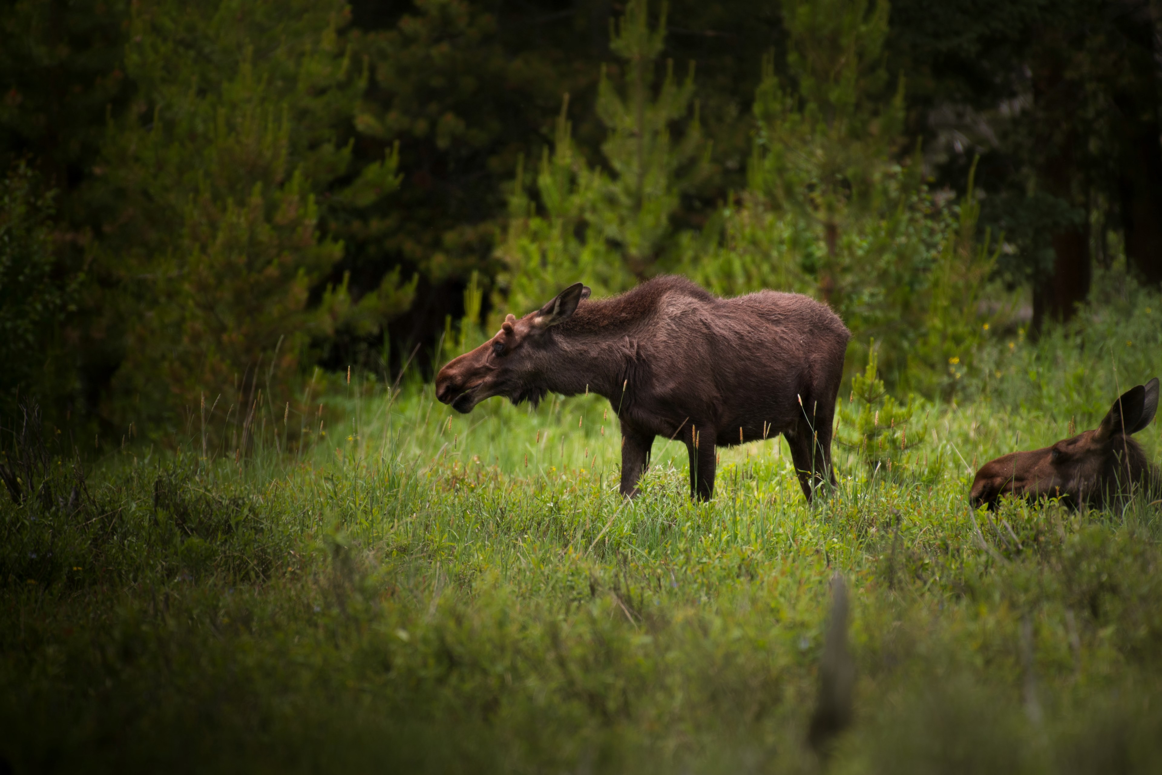 animal grass moose and pine 4k, HD Wallpaper