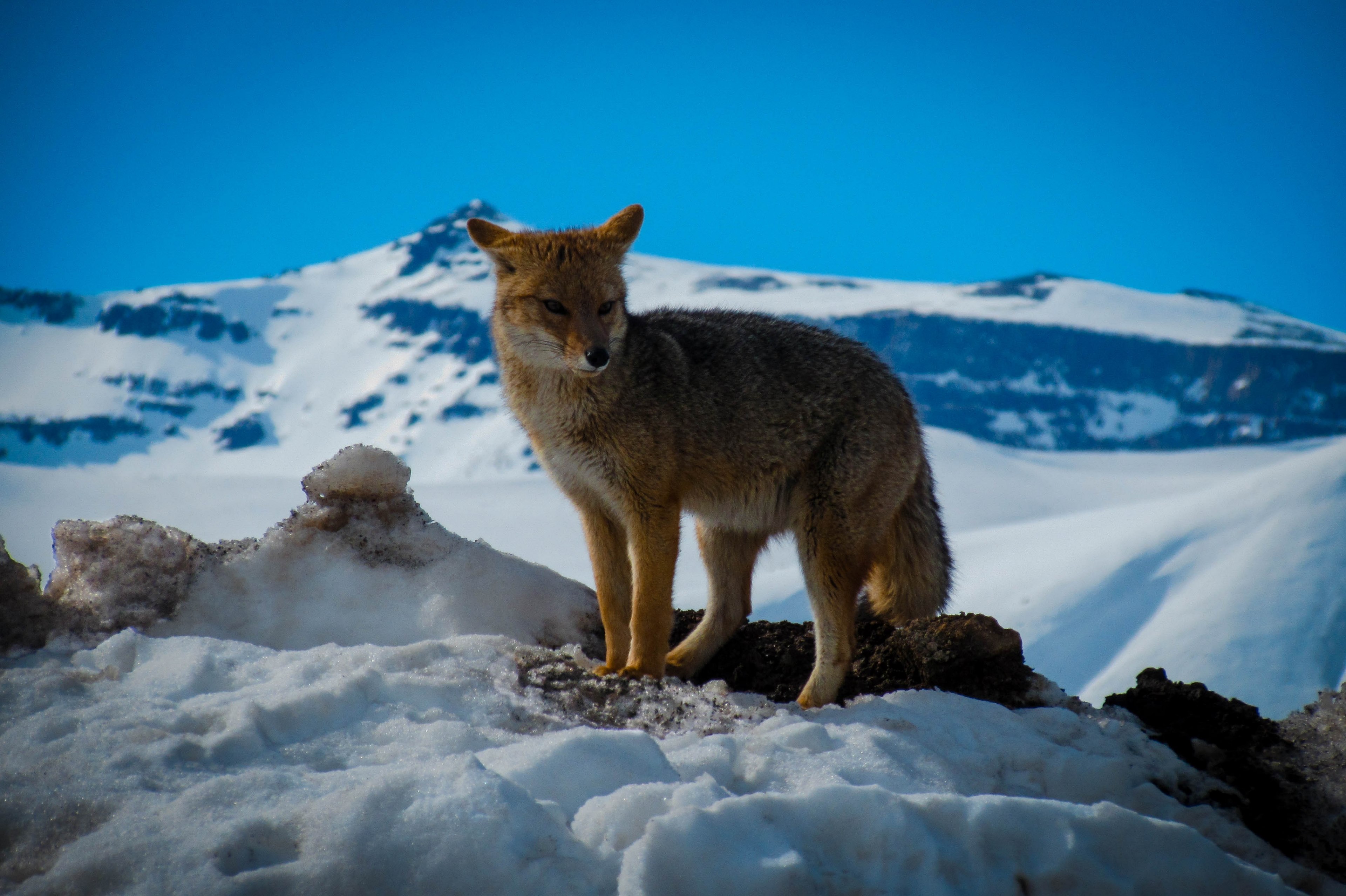 a fox on top of a snowy mound in an artic scene, fox by a snowy mountain 4k, HD Wallpaper