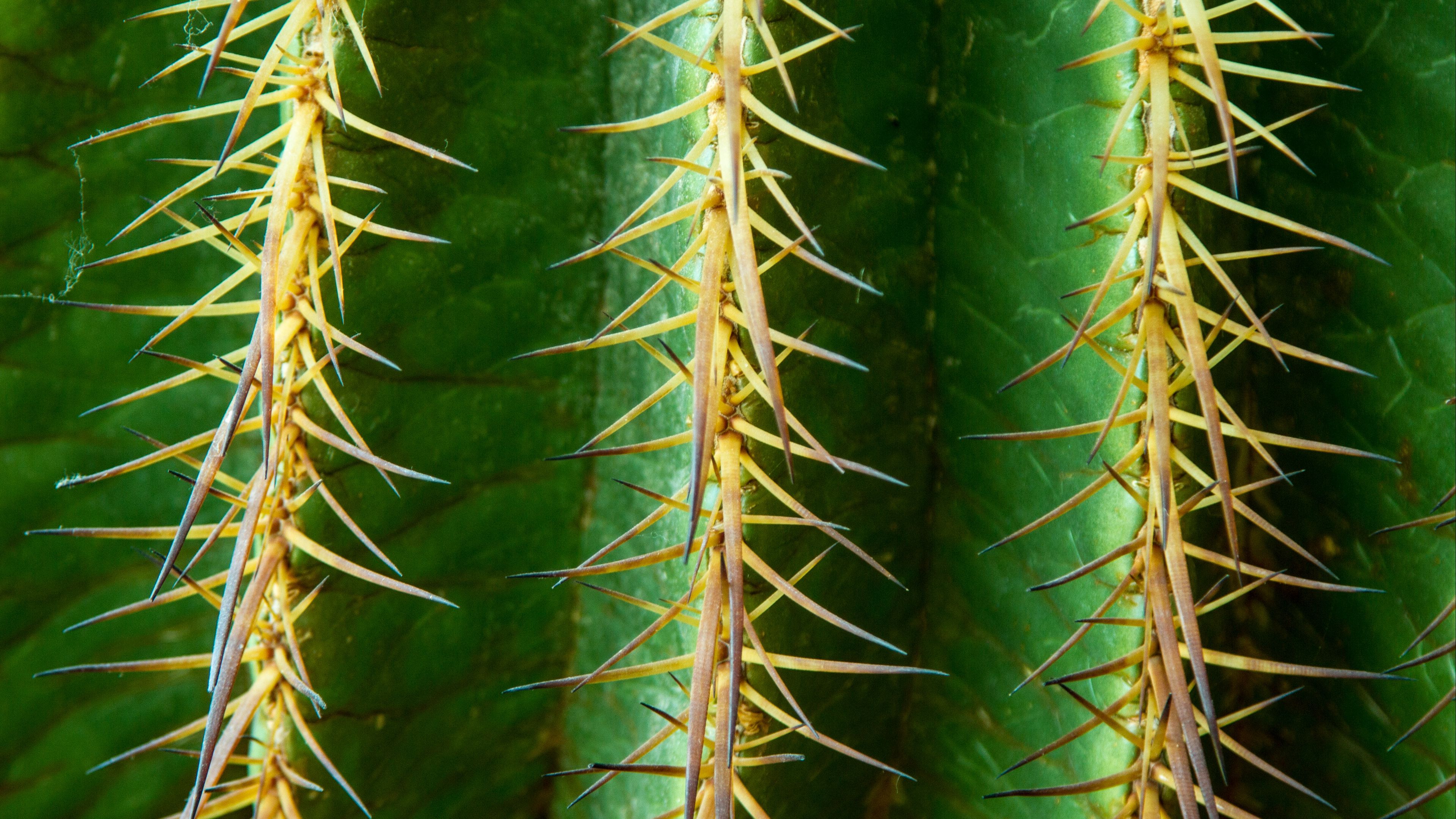 cactus, flower, thorn, 4k, HD Wallpaper