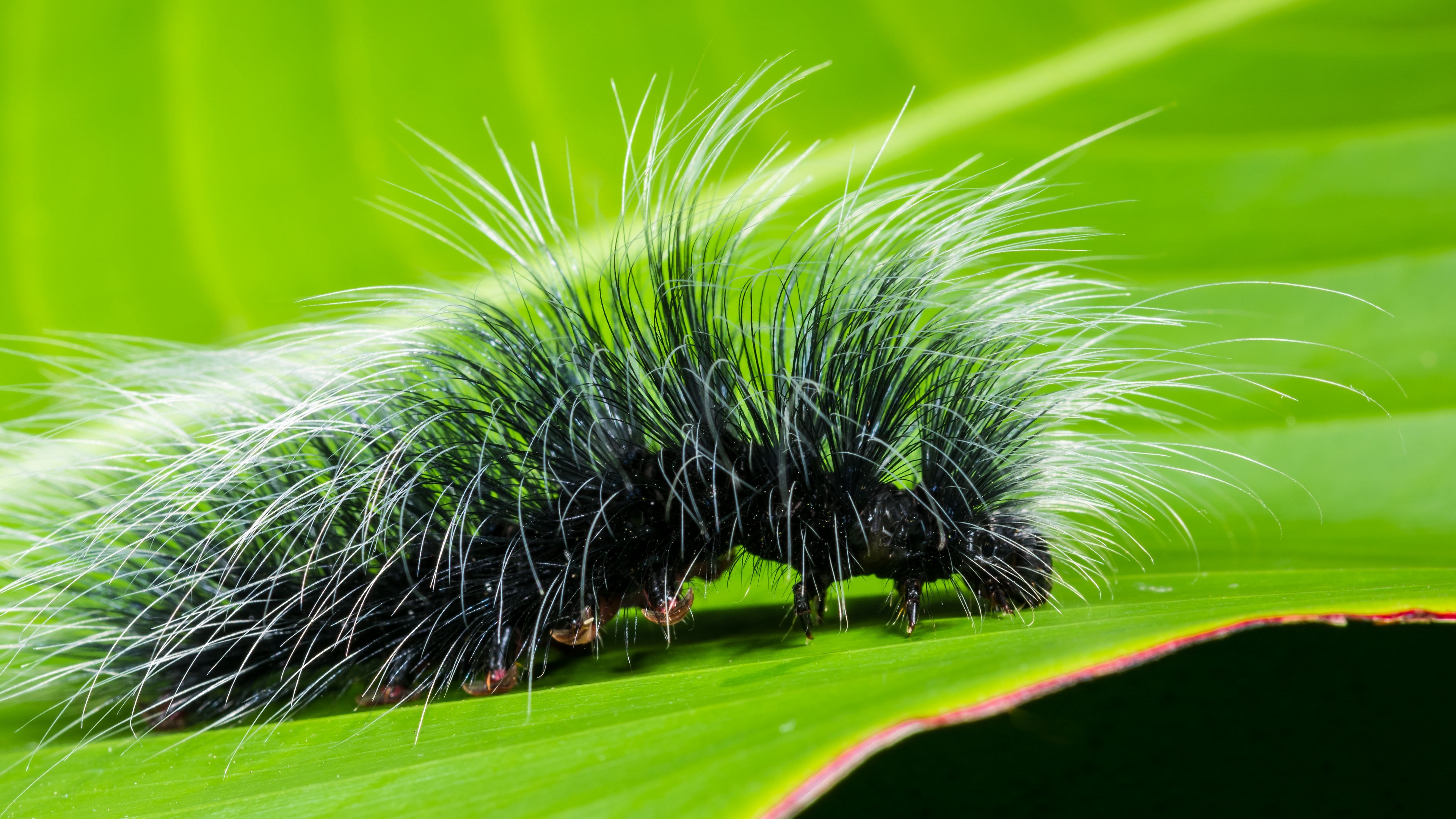 caterpillar, close-up, hair, leaf, 4k, HD Wallpaper