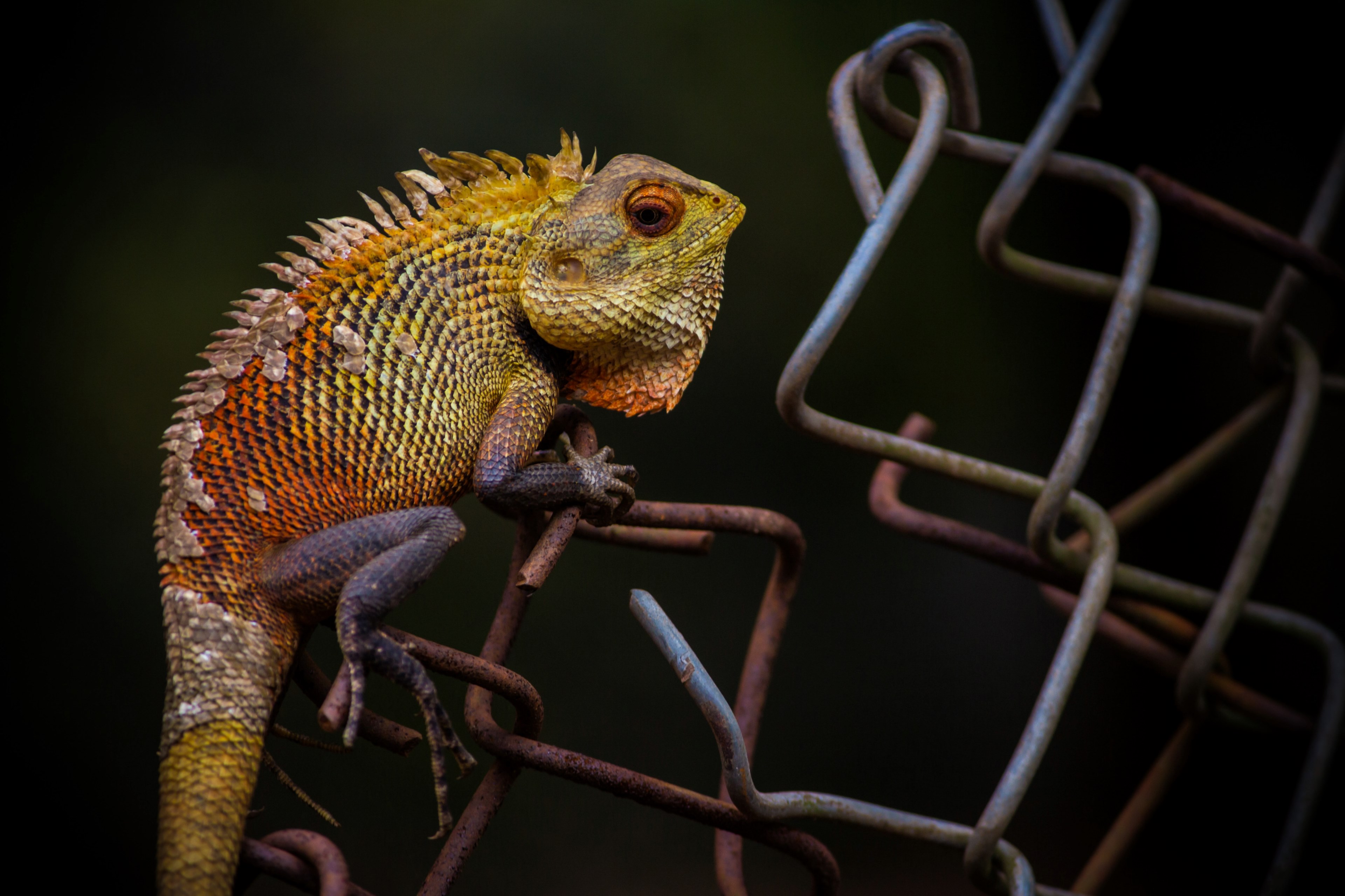 chameleon perched on a chain link fence in the dark, lizard on a fence 4k, HD Wallpaper