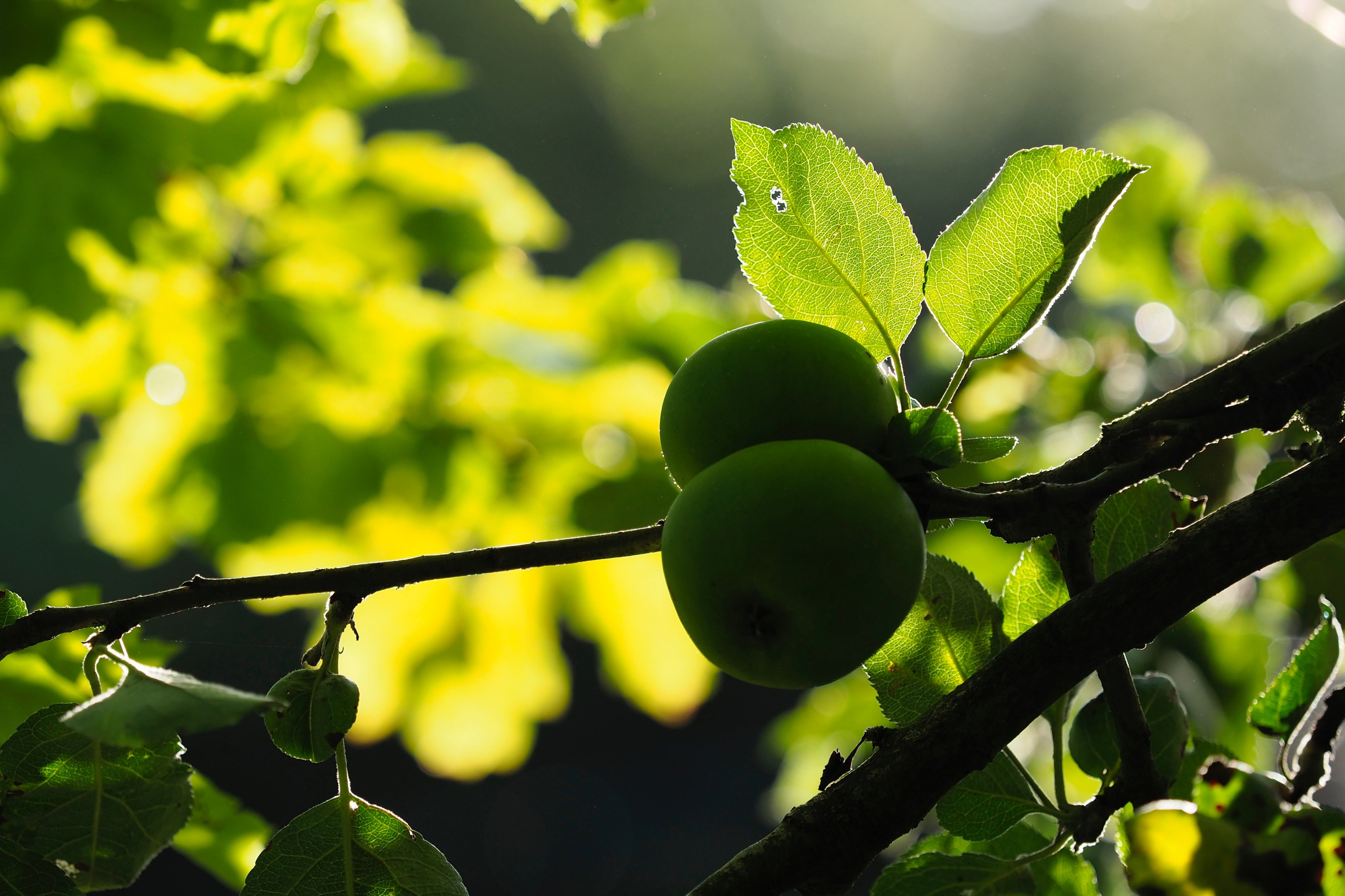 orchard garden chlorophyll and vein 4k, HD Wallpaper
