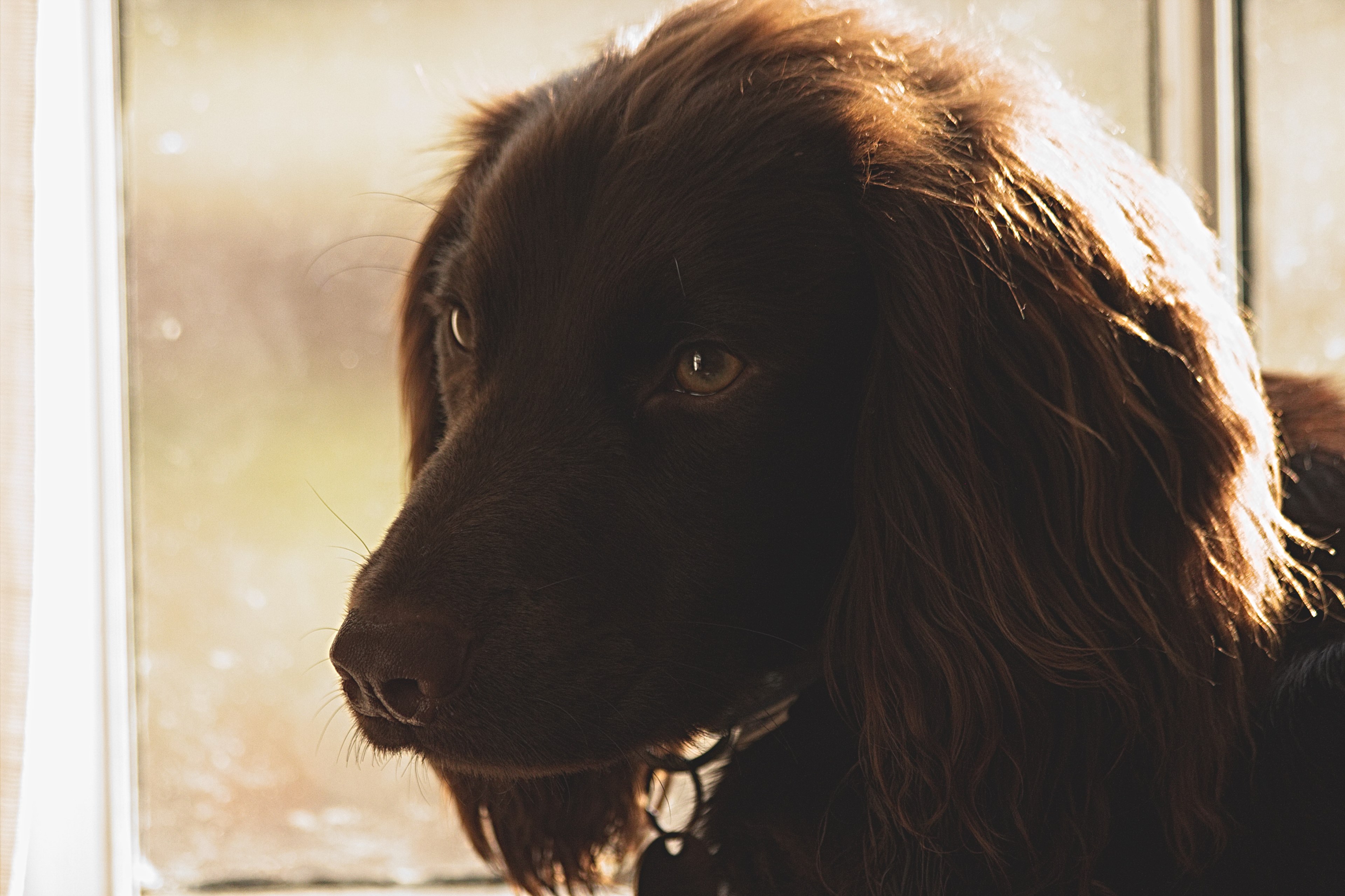 sunshine brown spaniel and window 4k, HD Wallpaper
