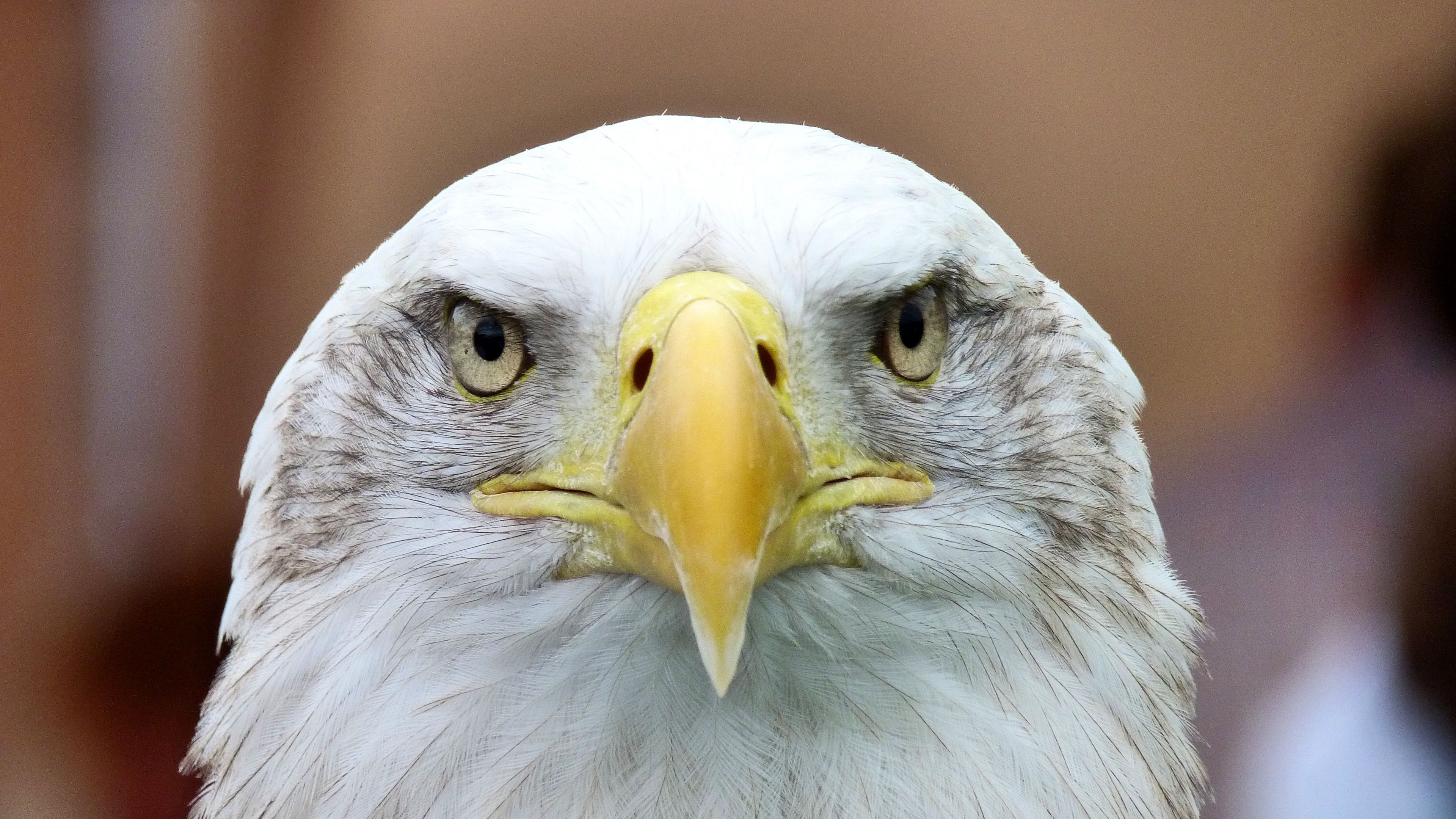 bald eagle, eagle, vulture, bird, 4k, HD Wallpaper