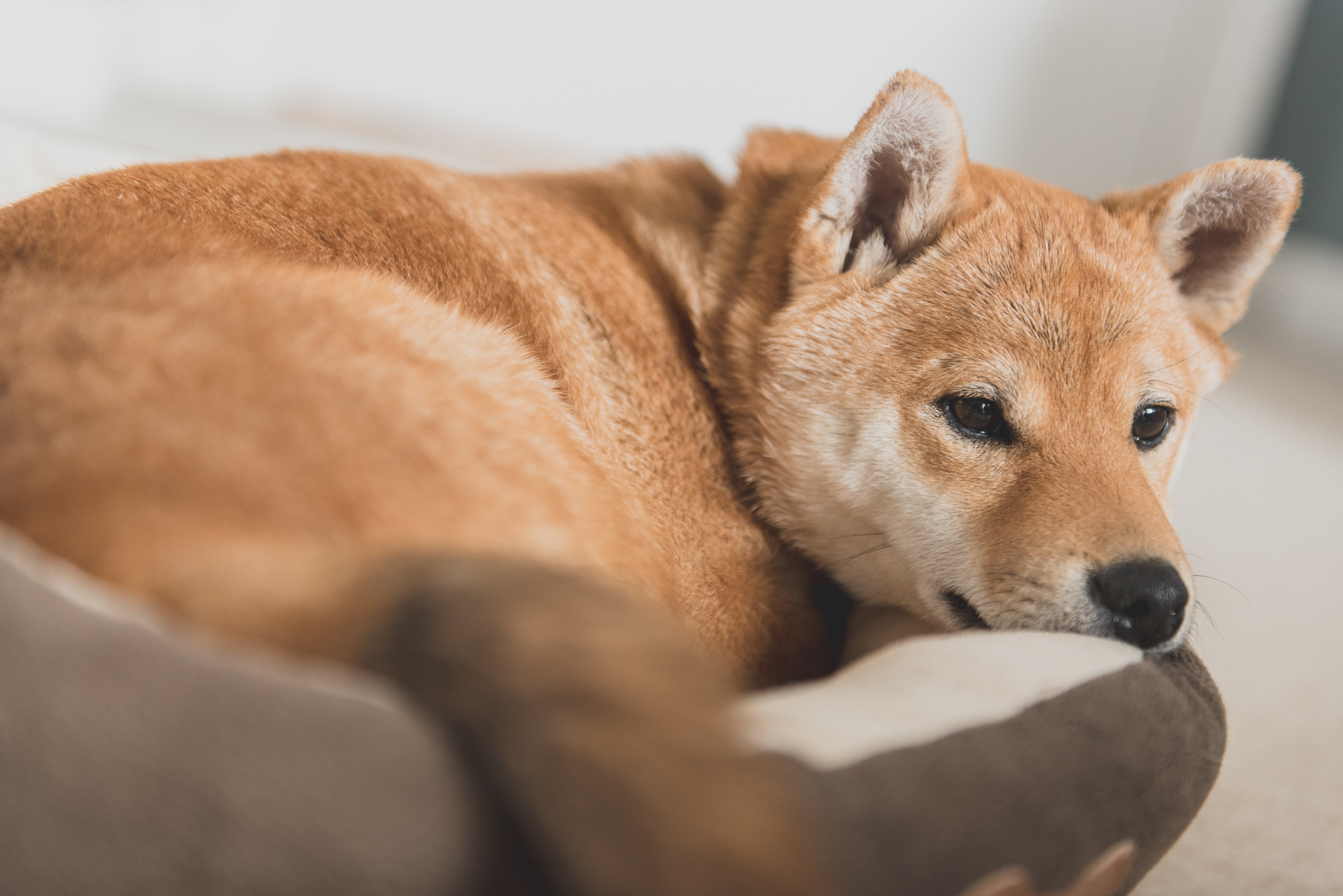 dog thinking sleep and sleeping 4k, HD Wallpaper