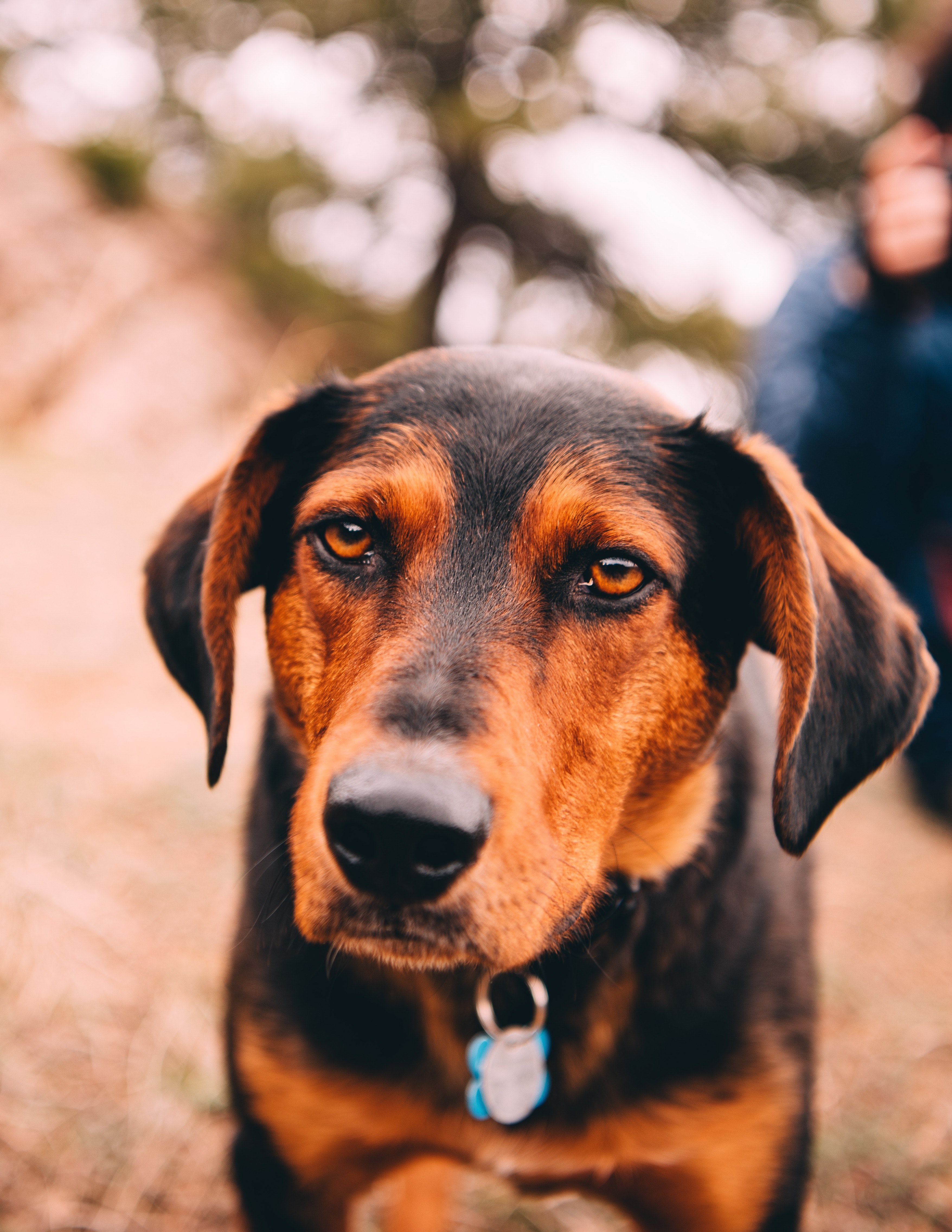 black coonhound animal and black and tan coonhound hd, 4k, Phone HD Wallpaper