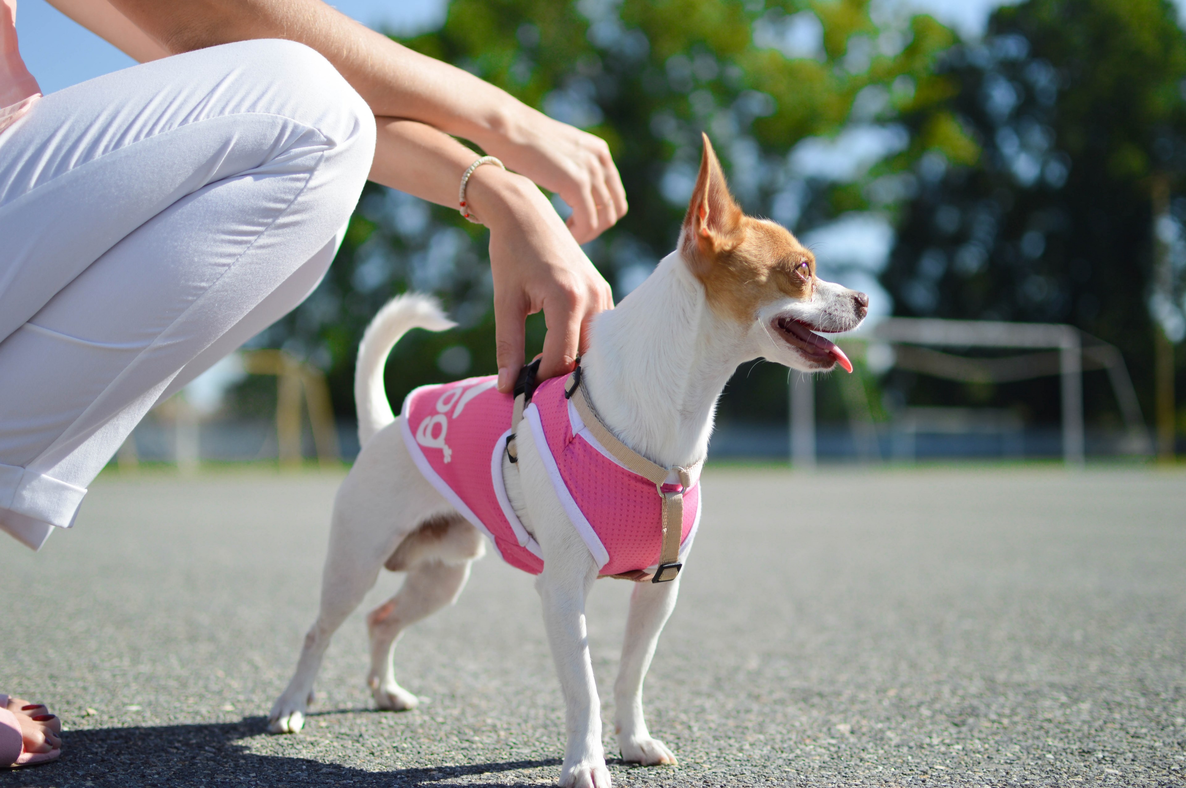 cute pink chihuahua and dog 4k, HD Wallpaper