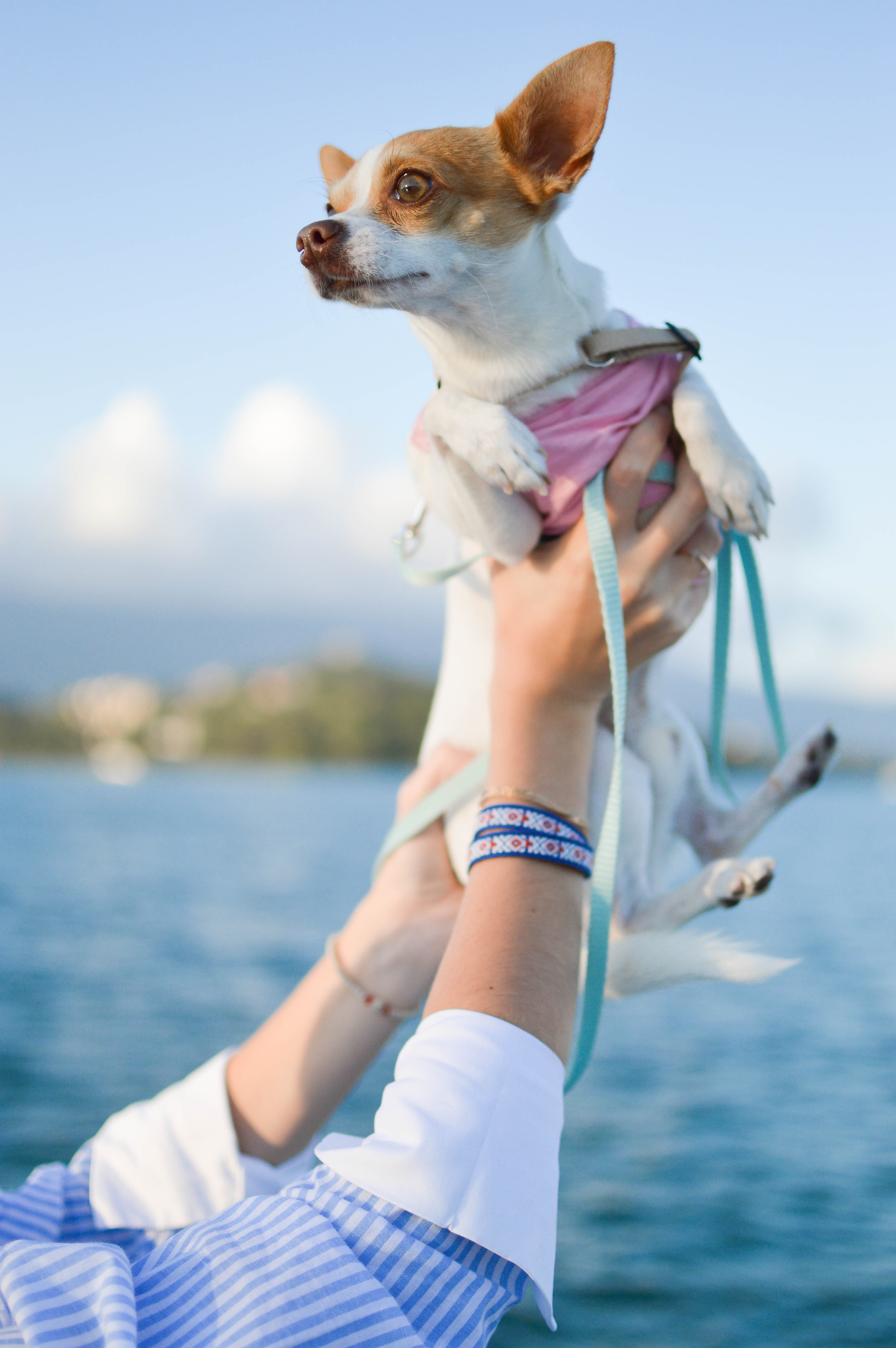 puppy cute dog pink and sea hd, 4k, Phone HD Wallpaper
