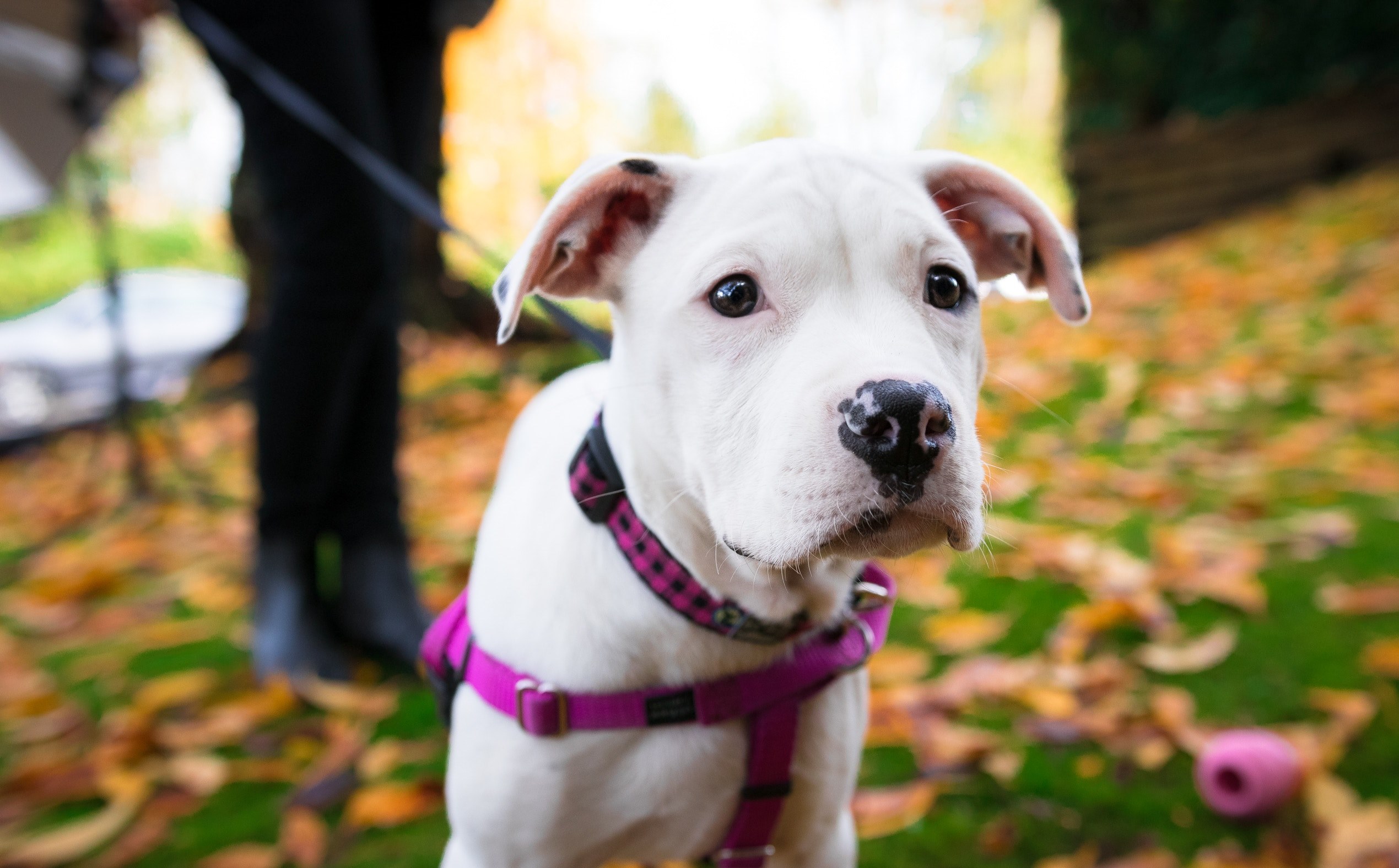 silhouette purebred puppy and domestic 4k, HD Wallpaper