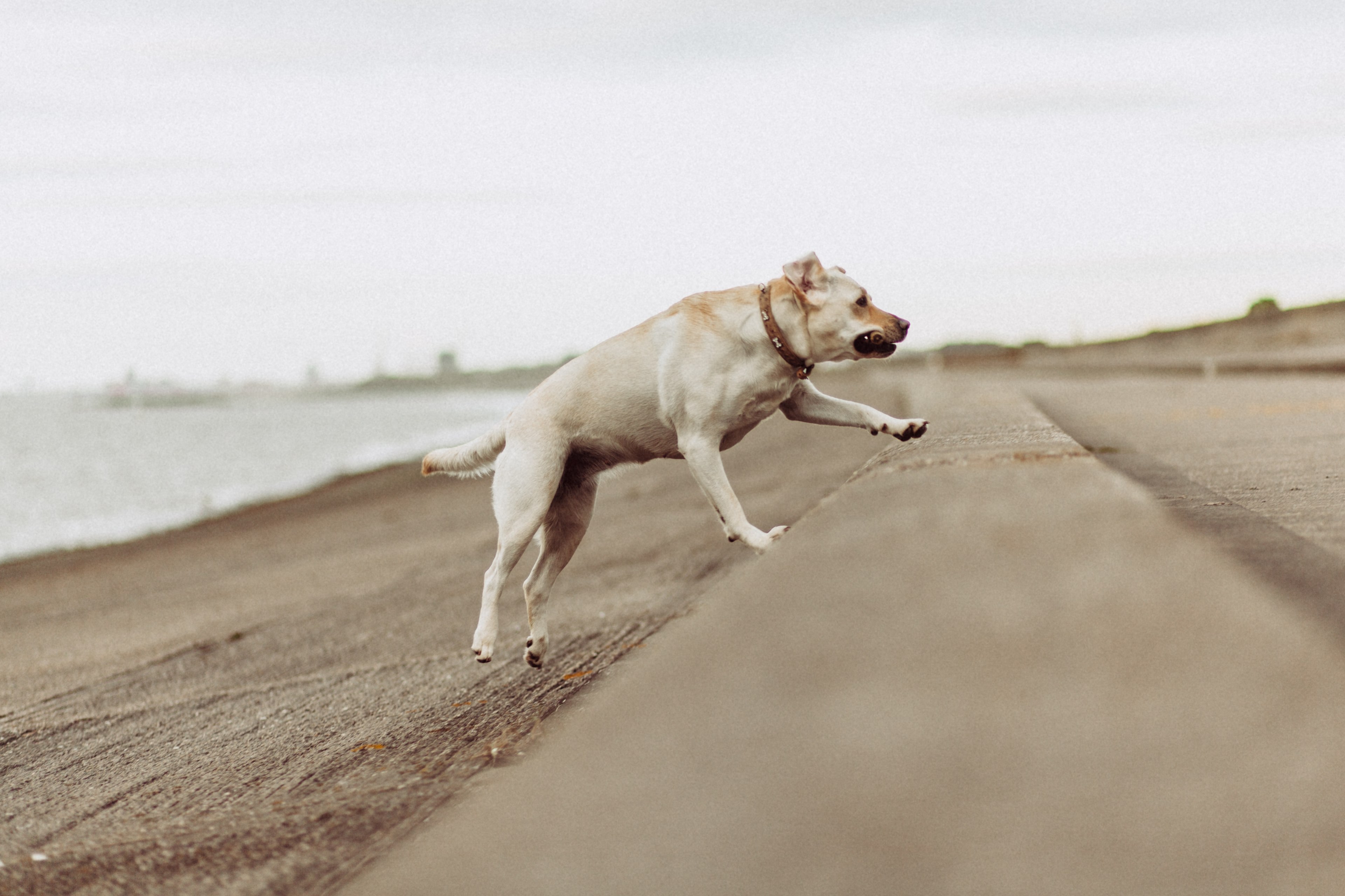 dog 85mm action and animal 4k, HD Wallpaper