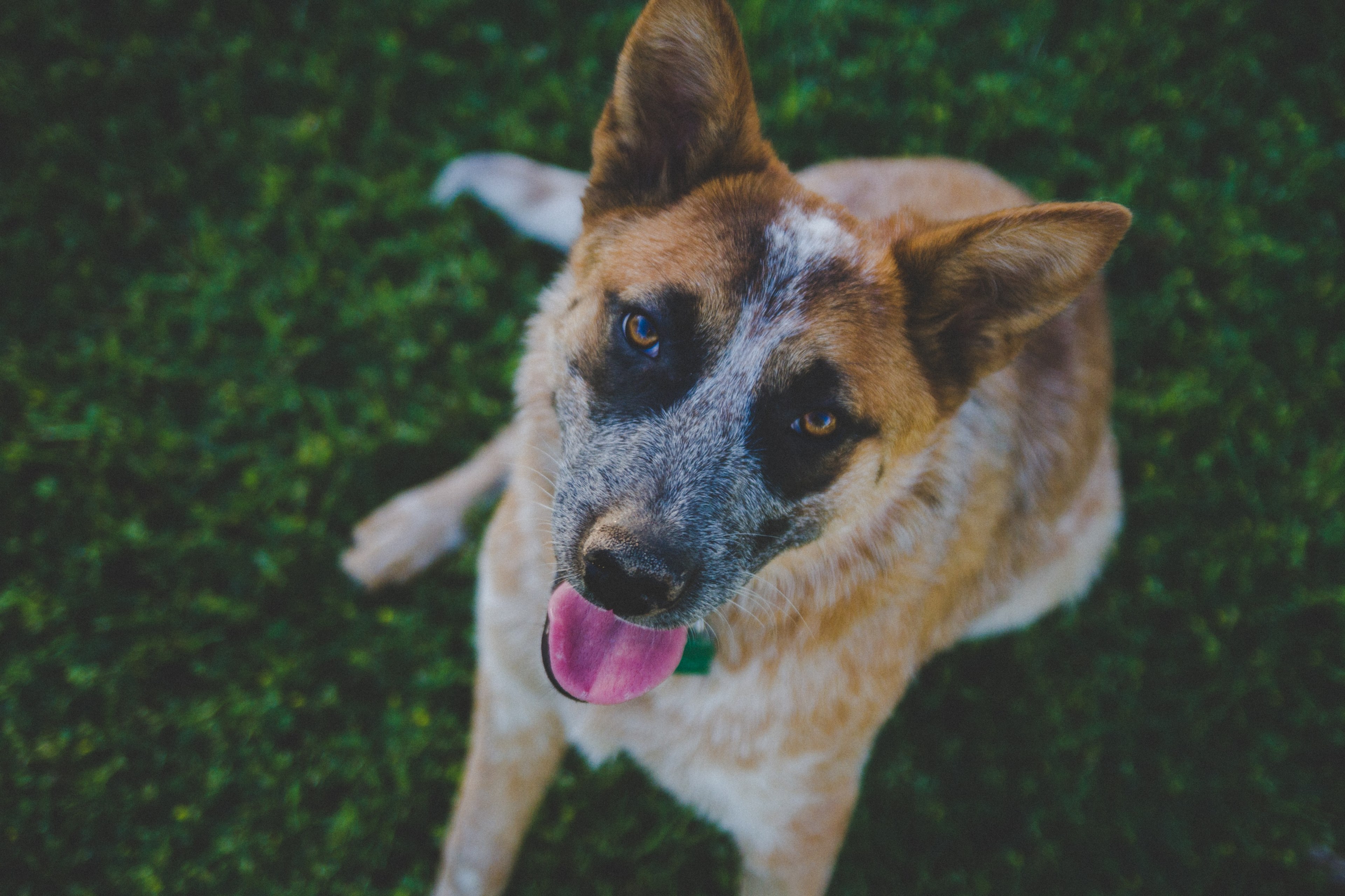 panting dog looking up at the camera in las vegas, las vegas dog 4k, HD Wallpaper