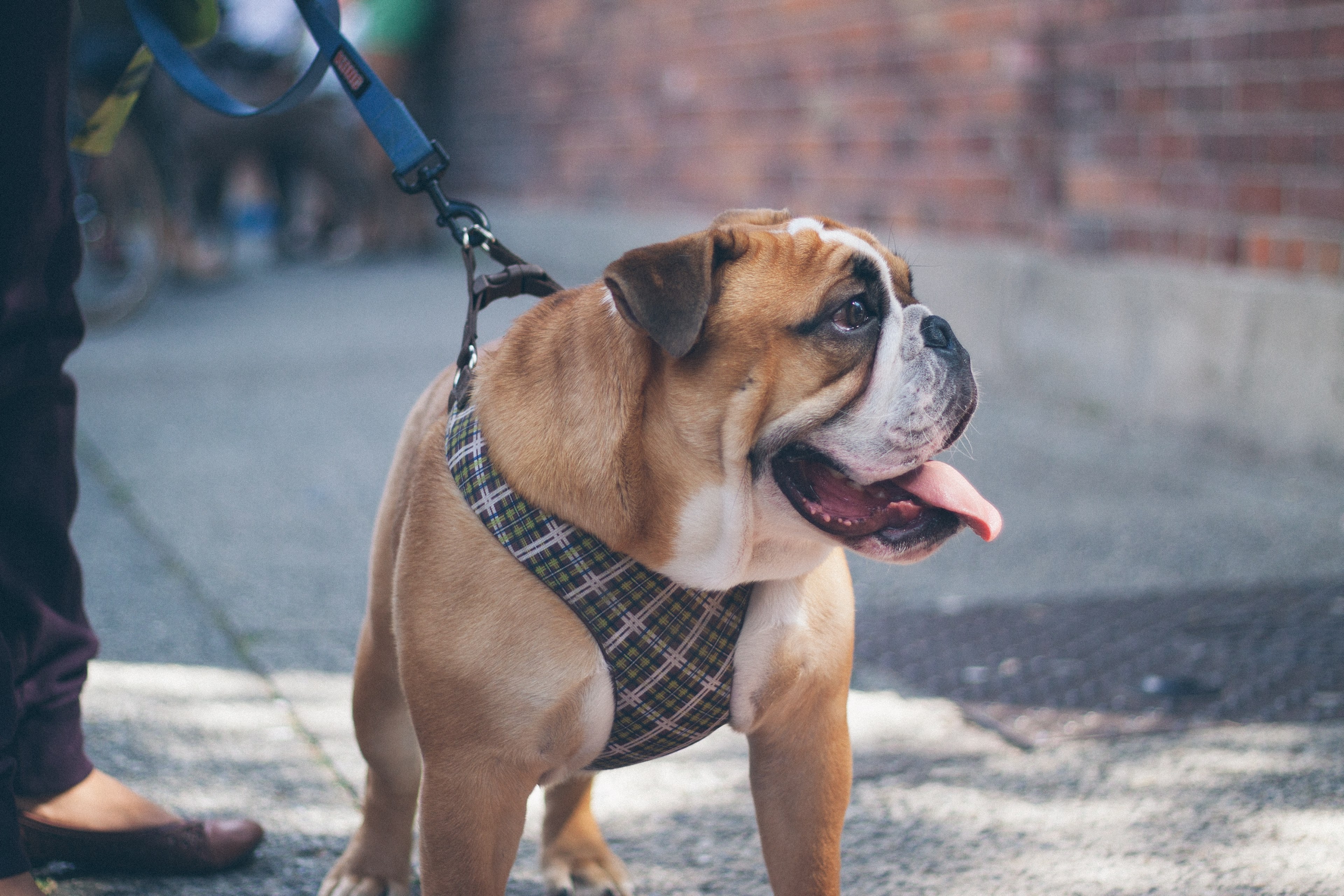 puppy bully leash and tongue 4k, HD Wallpaper